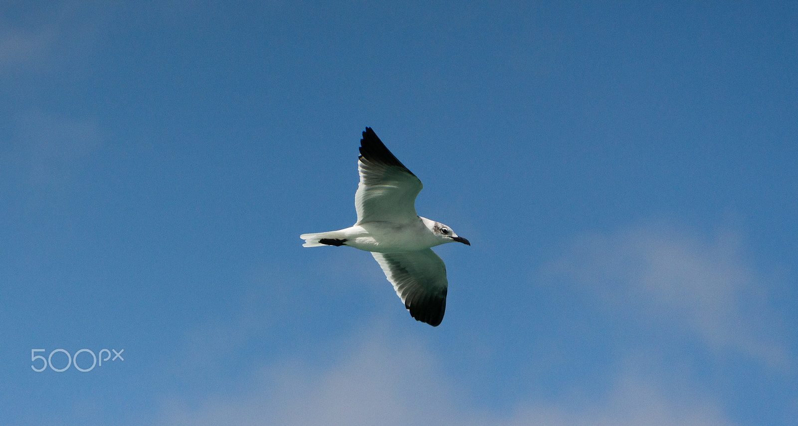 Sony Alpha NEX-6 sample photo. Seagull photography