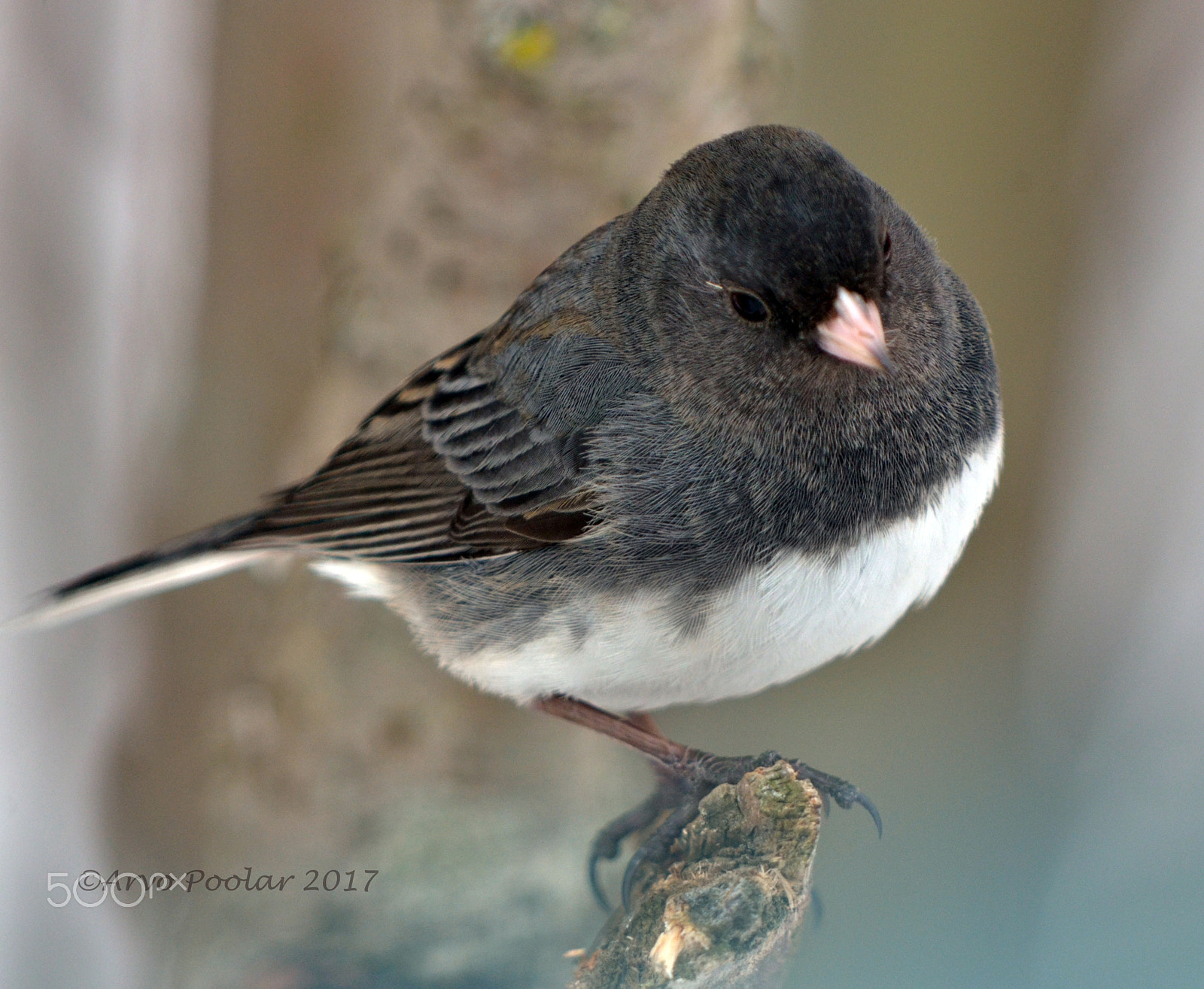 Sigma 150-500mm F5-6.3 DG OS HSM sample photo. Dark eyed junco photography