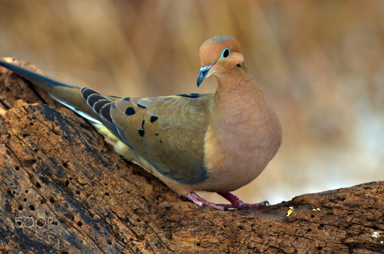 Tamron AF 200-400mm f/5.6 LD IF (75D) sample photo. Mourning dove photography