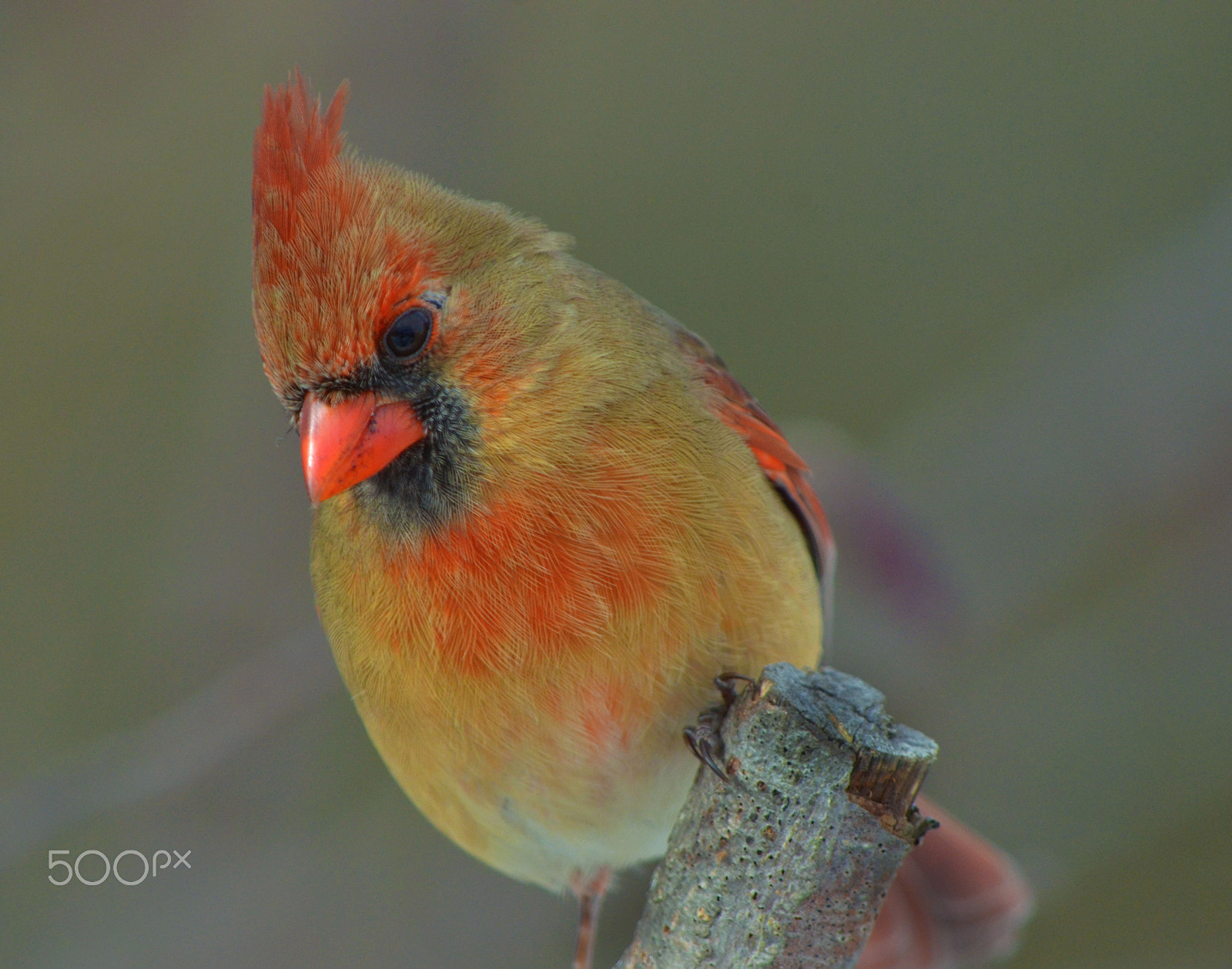 FSA-L2, EDG 65, 800mm F13 G sample photo. Northern  cardinal female photography