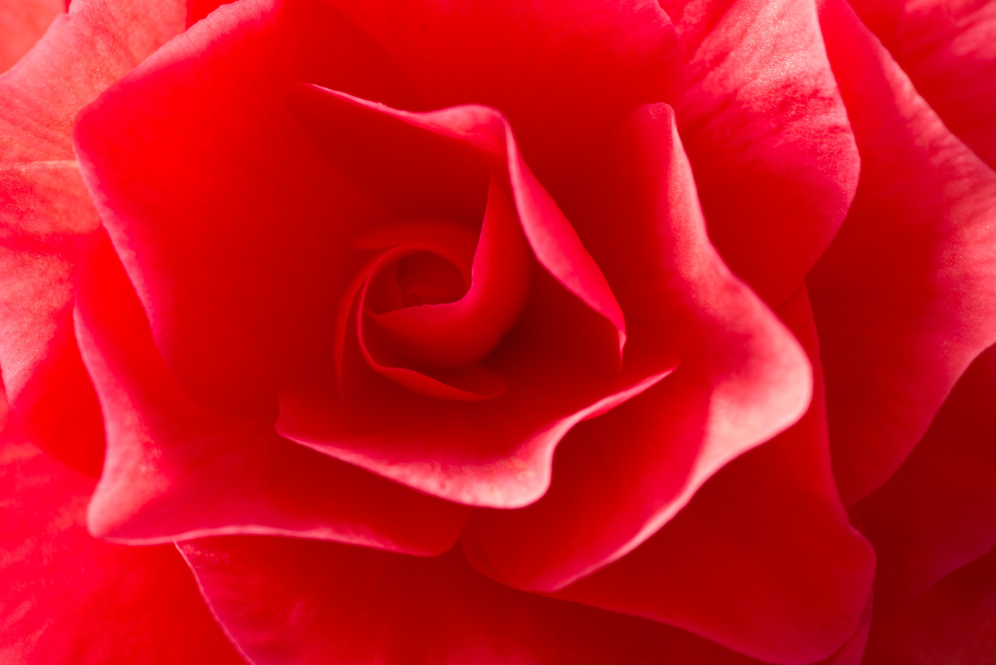 Nikon D600 sample photo. Begonia photography