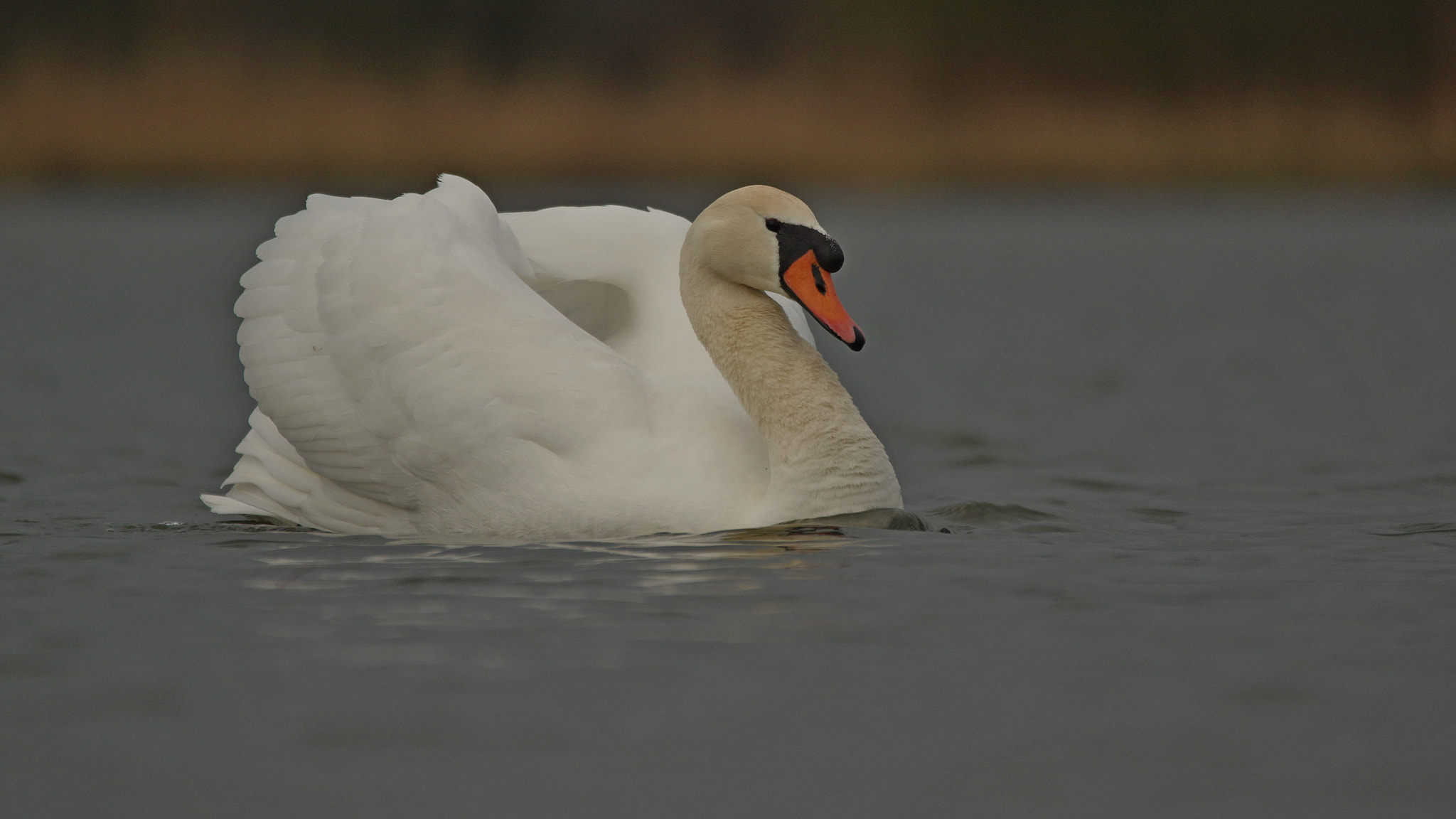 Sigma 120-400mm F4.5-5.6 DG OS HSM sample photo. Cygne tuberculé photography