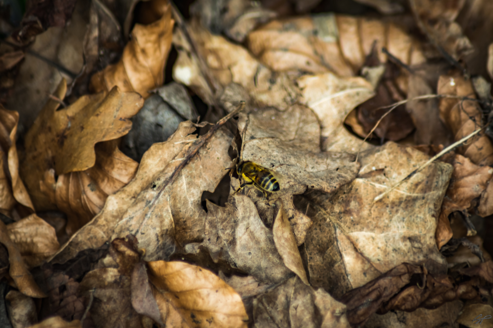 Nikon D3300 sample photo. Bee in leafes photography