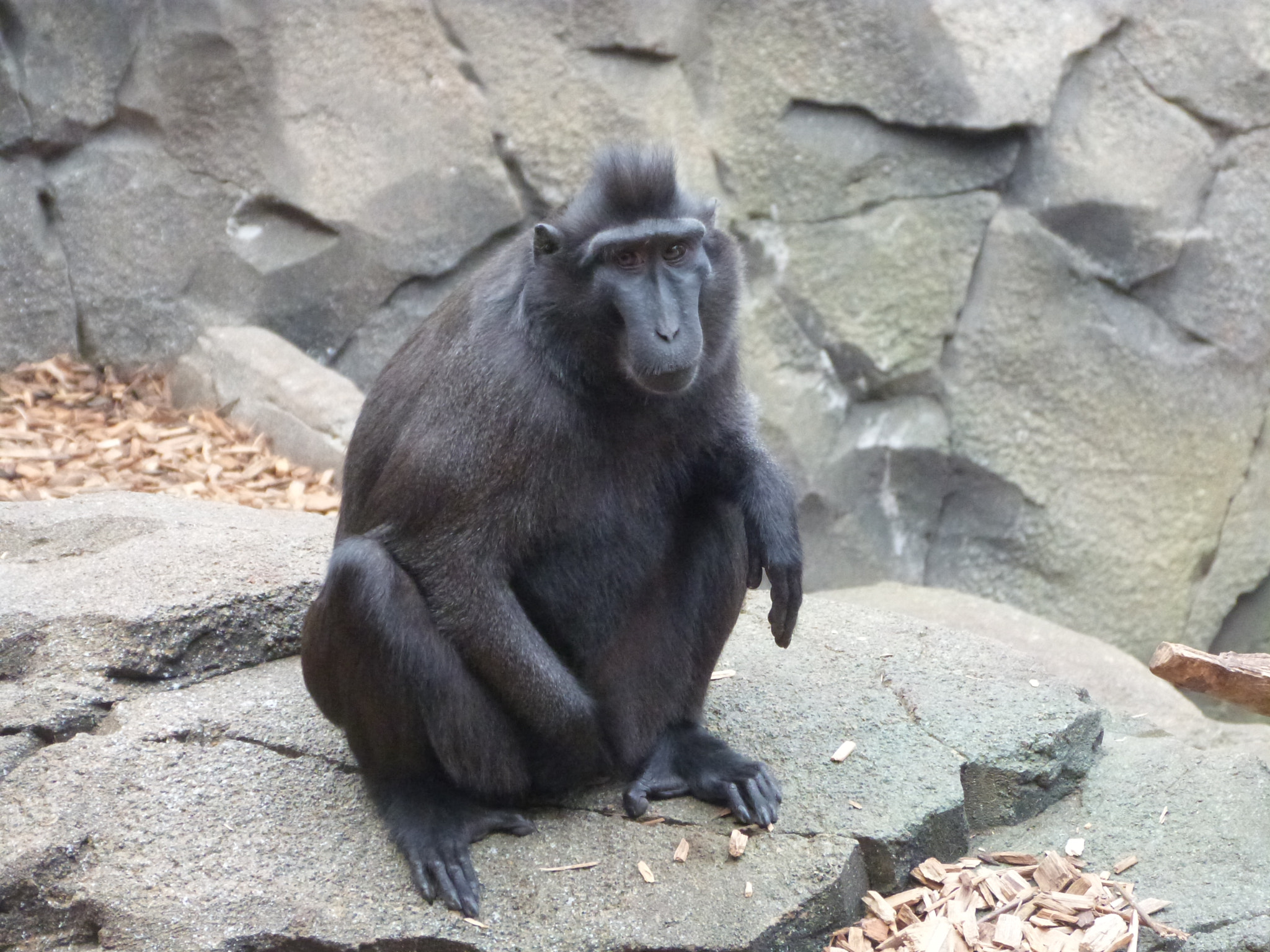 Panasonic Lumix DMC-FZ47 (Lumix DMC-FZ48) sample photo. Celebes crested macaque photography