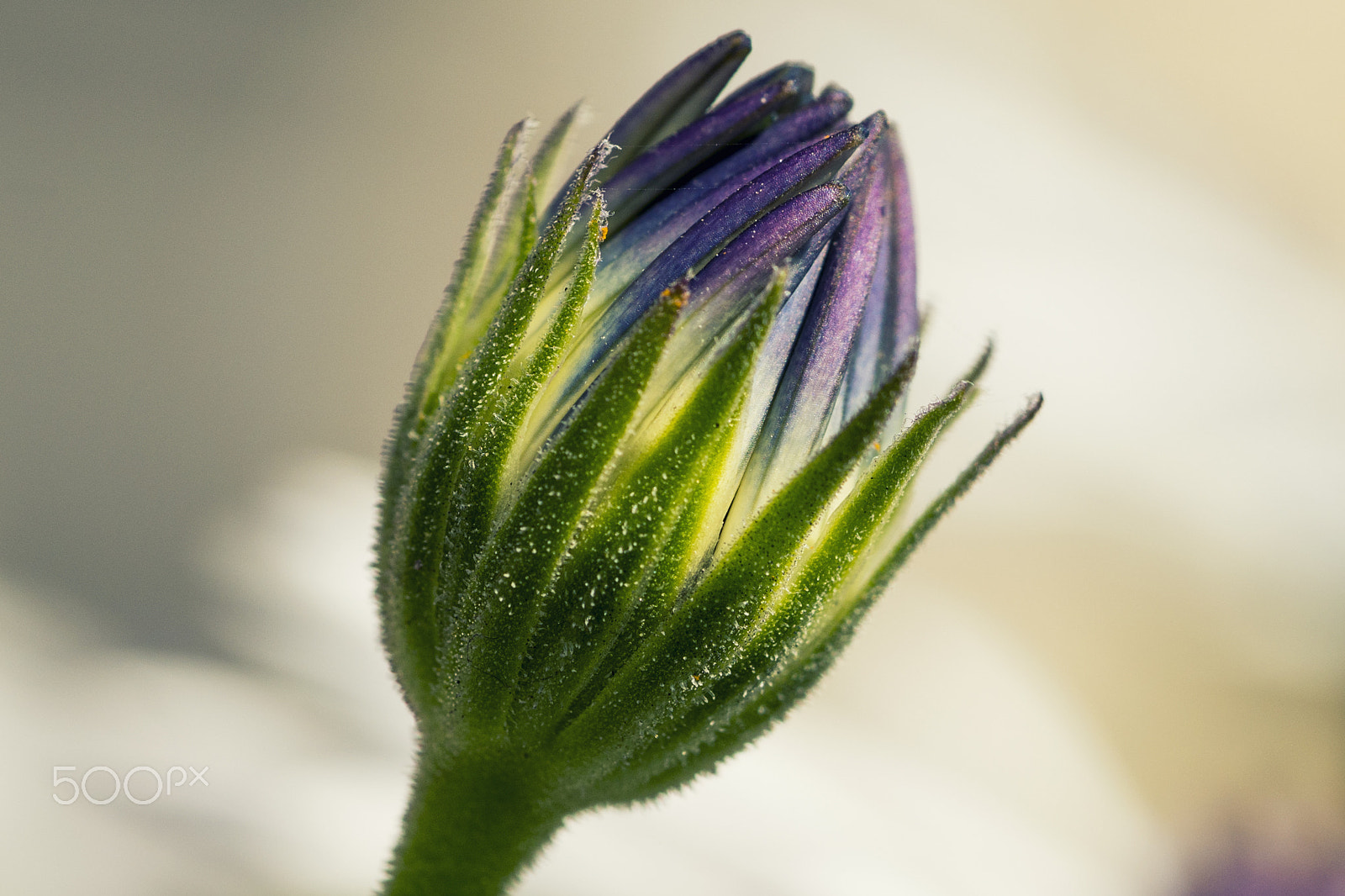 Sony a6500 sample photo. Cape daisy bud photography