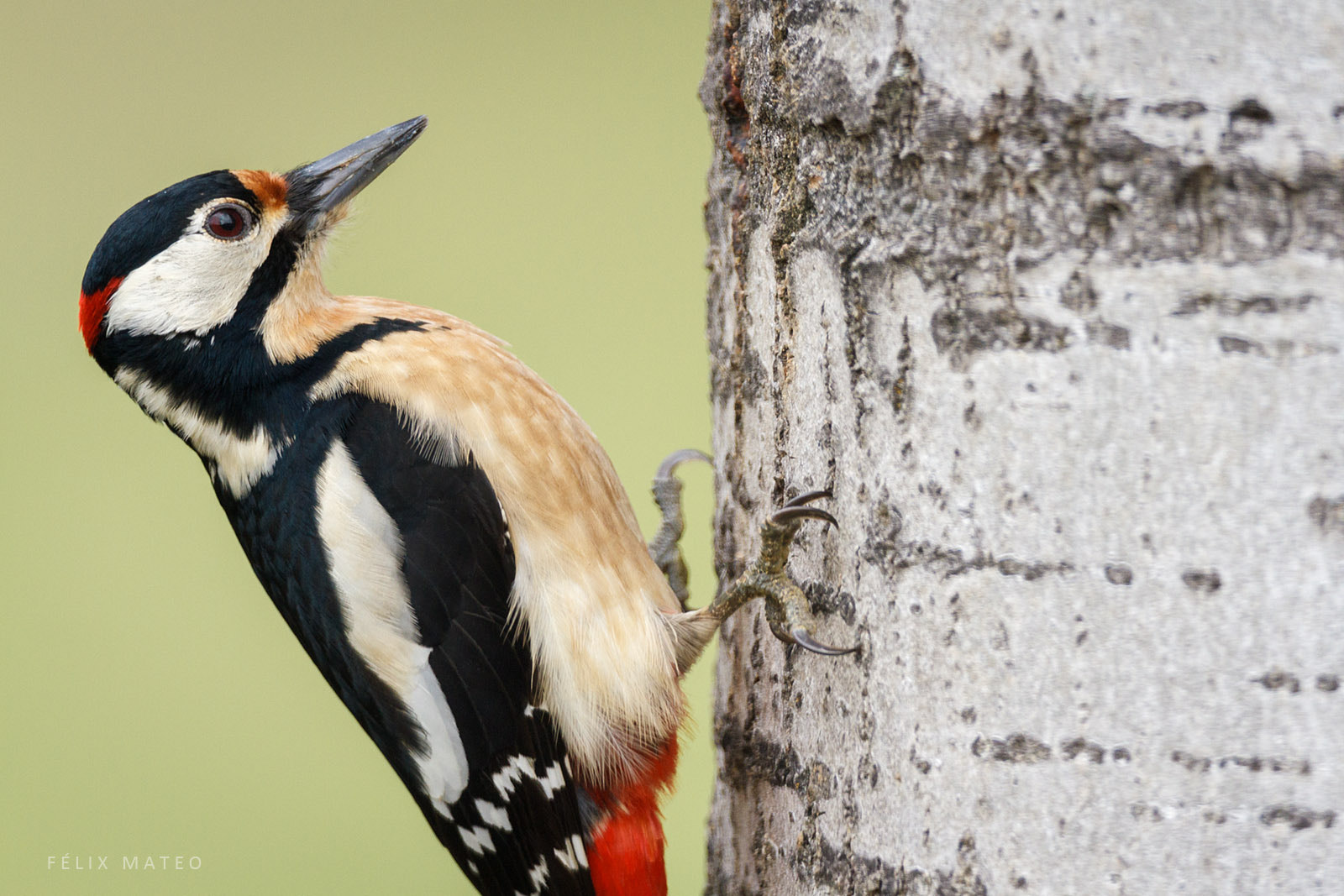 Canon EOS 7D sample photo. Pico picapinos (dendrocopos major) photography