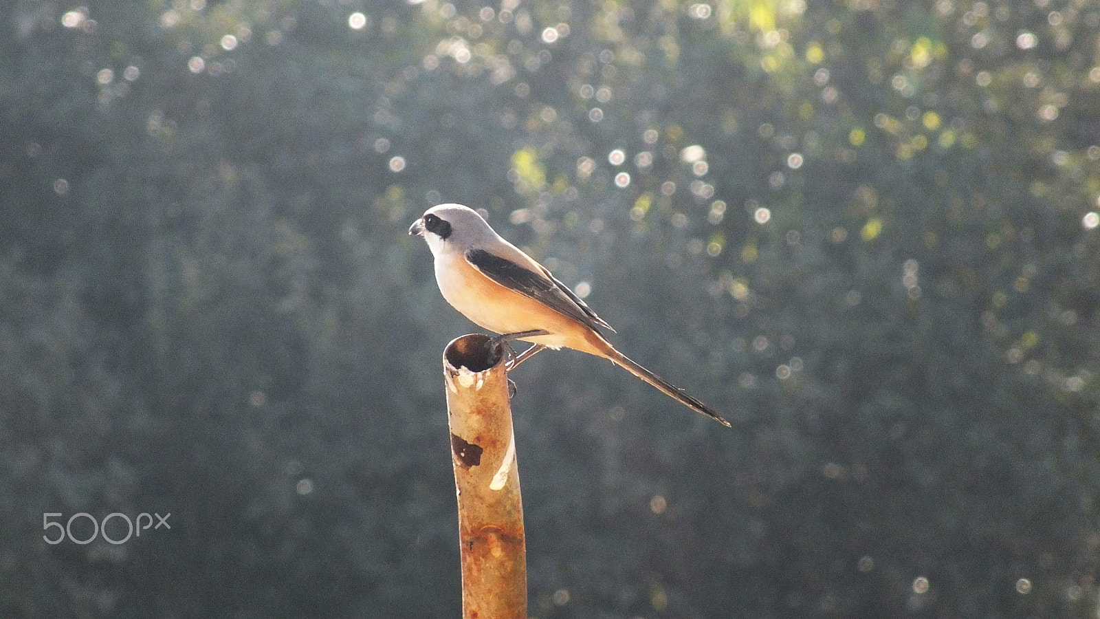 Fujifilm FinePix HS28EXR sample photo. Long tailed shrike photography