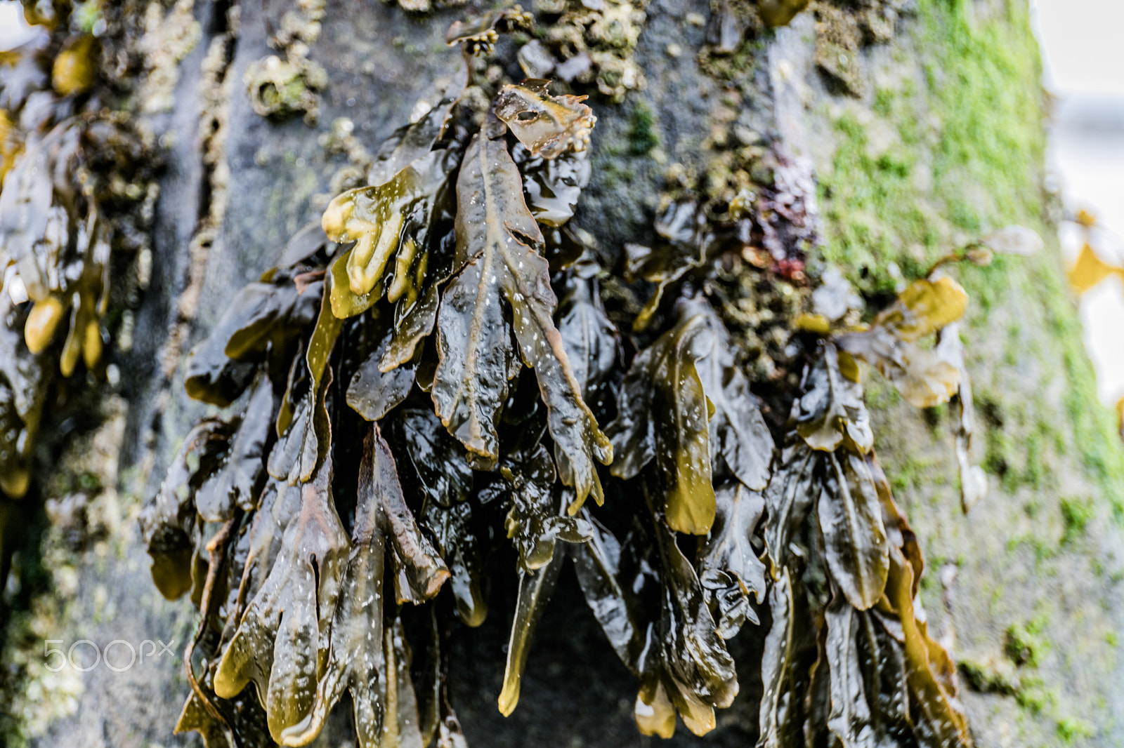Canon EOS 5DS R sample photo. Seaweed photography