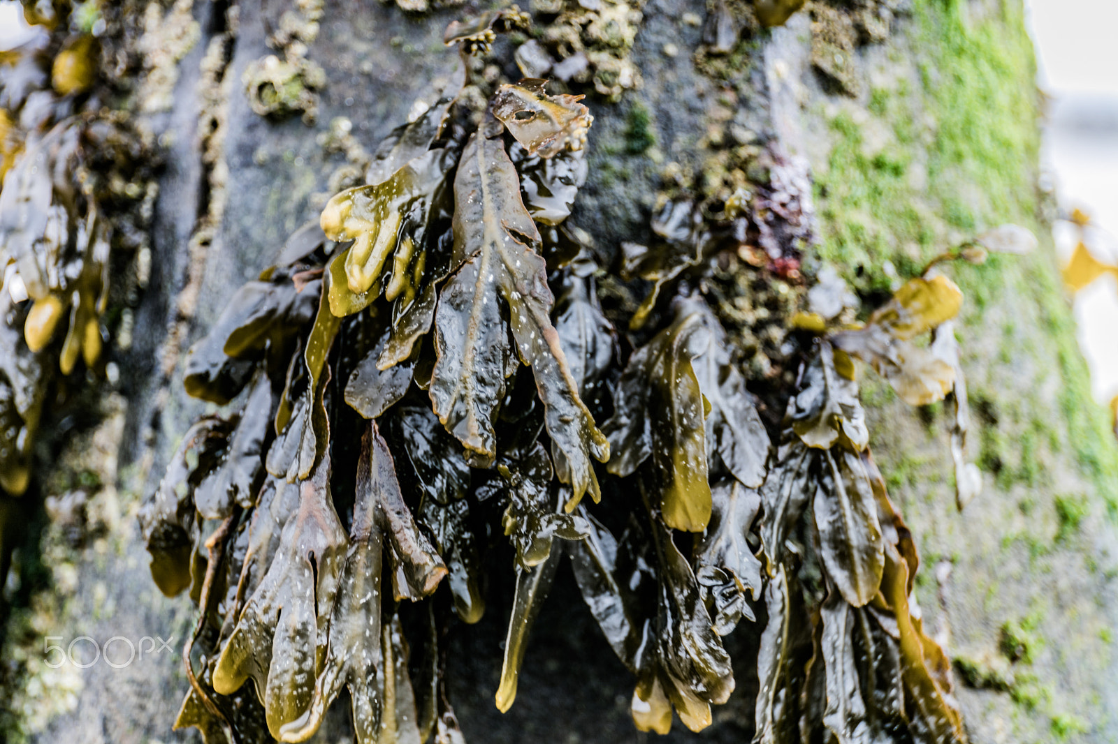 Canon EF 24-70mm F4L IS USM sample photo. Seaweed photography