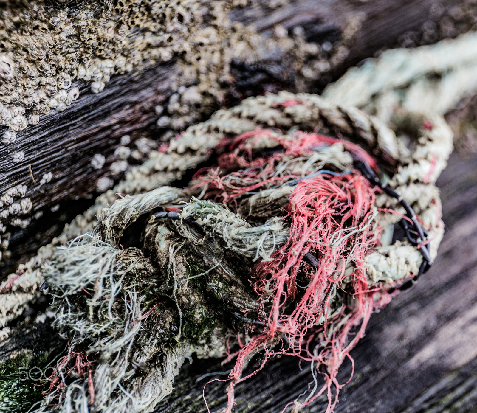 Canon EOS 5DS R sample photo. Rope photography