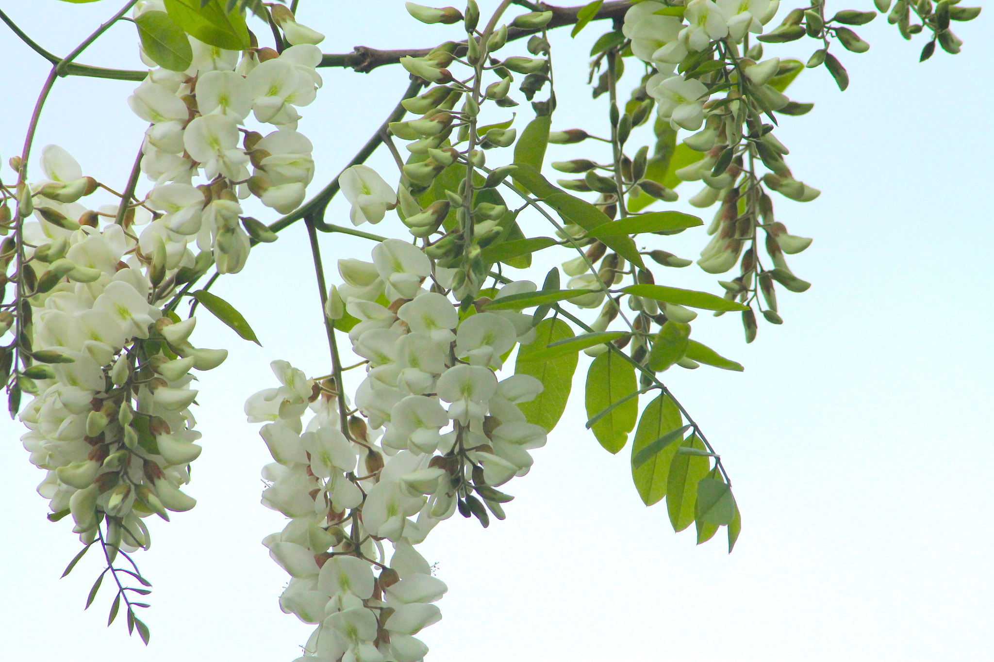 Canon EF 55-200mm F4.5-5.6 II USM sample photo. Hktbx photography