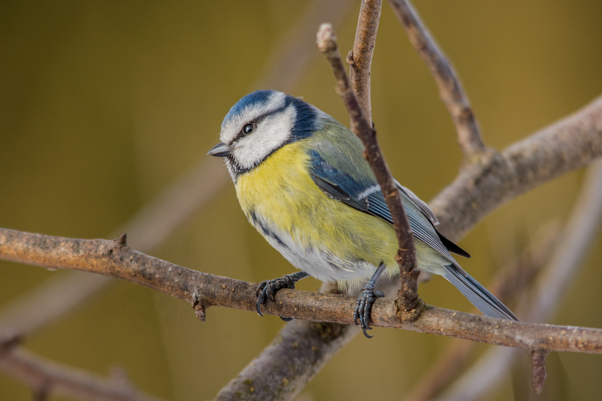 Sigma 150-500mm F5-6.3 DG OS HSM sample photo. Eurasian blue tit photography