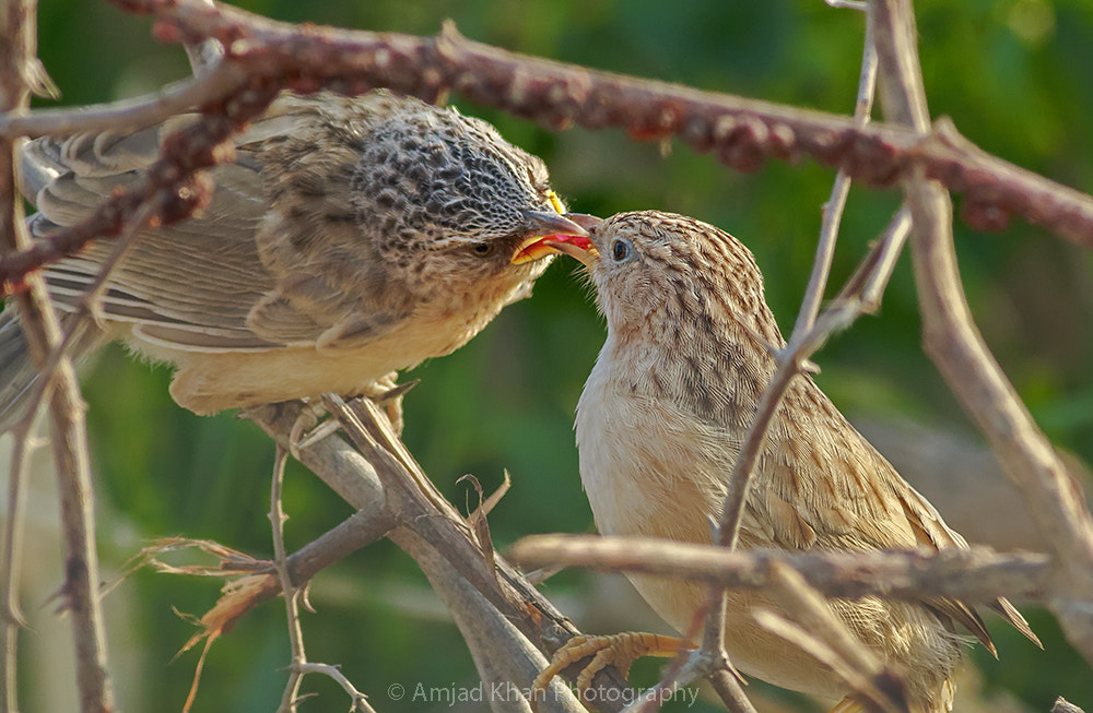 Canon EOS 70D + Canon EF 400mm F5.6L USM sample photo. Common babbler photography