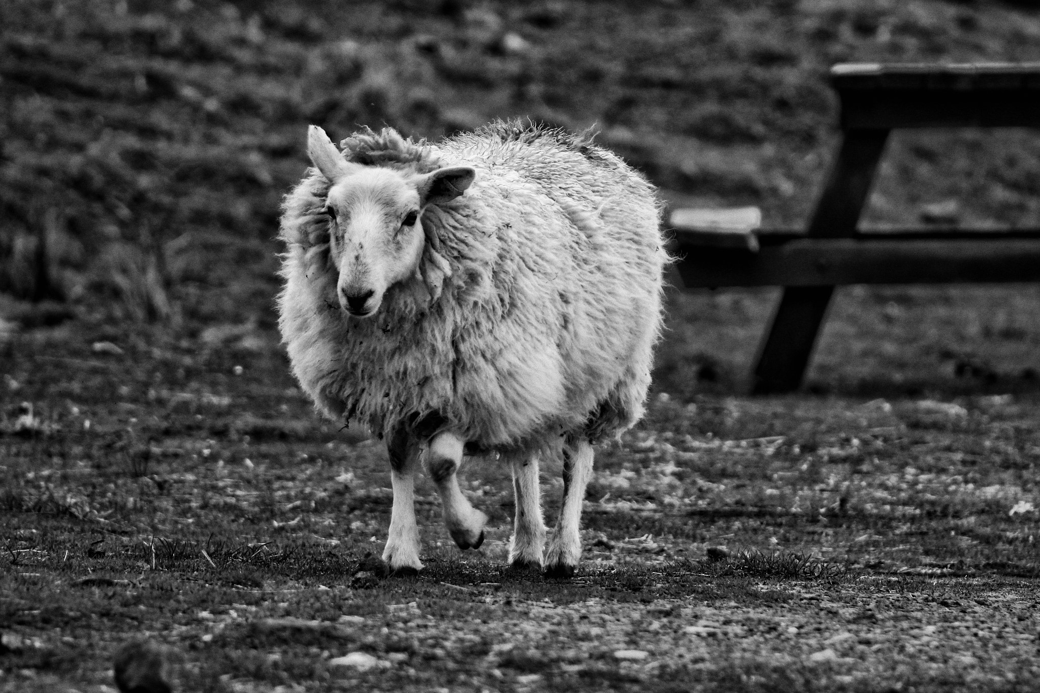 Canon EOS 100D (EOS Rebel SL1 / EOS Kiss X7) + EF75-300mm f/4-5.6 sample photo. Sheep (nb) photography