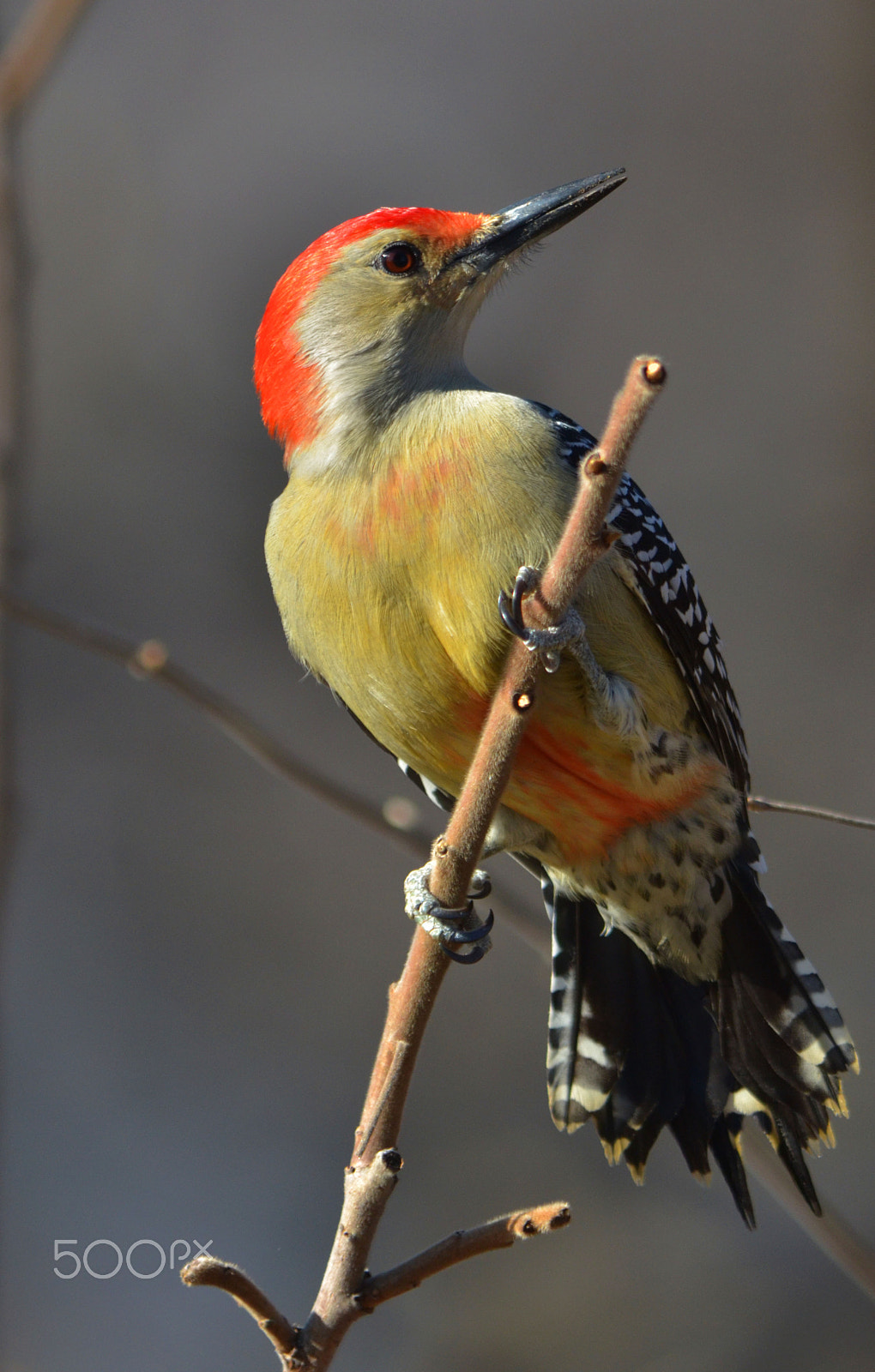 AF Nikkor 20mm f/2.8 sample photo. Red bellied woodpecker photography