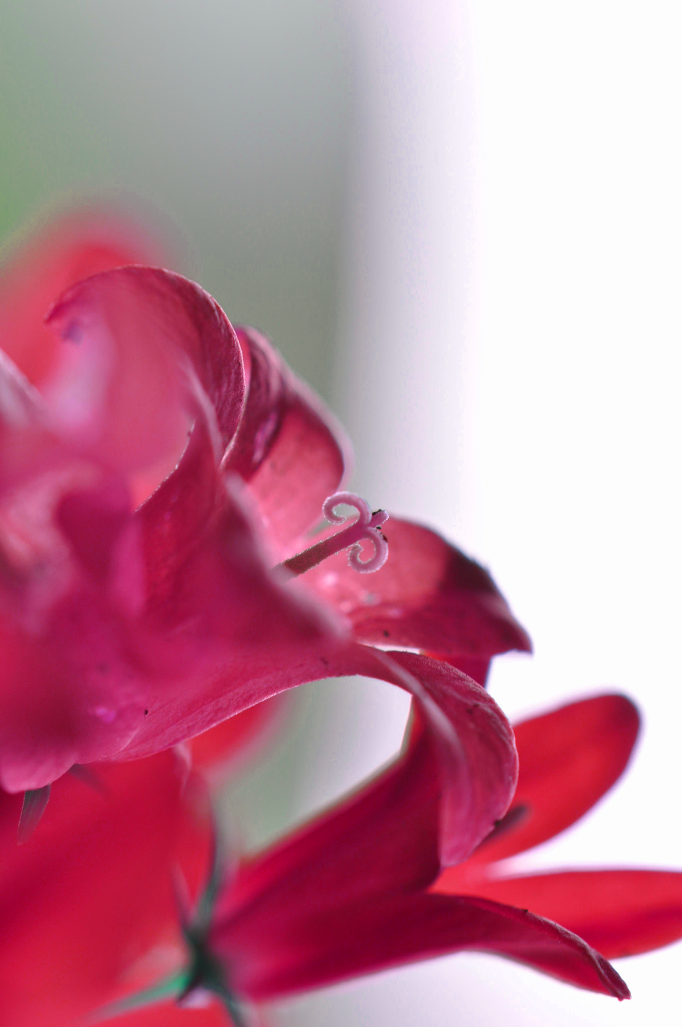 Nikon D5000 sample photo. Red photography