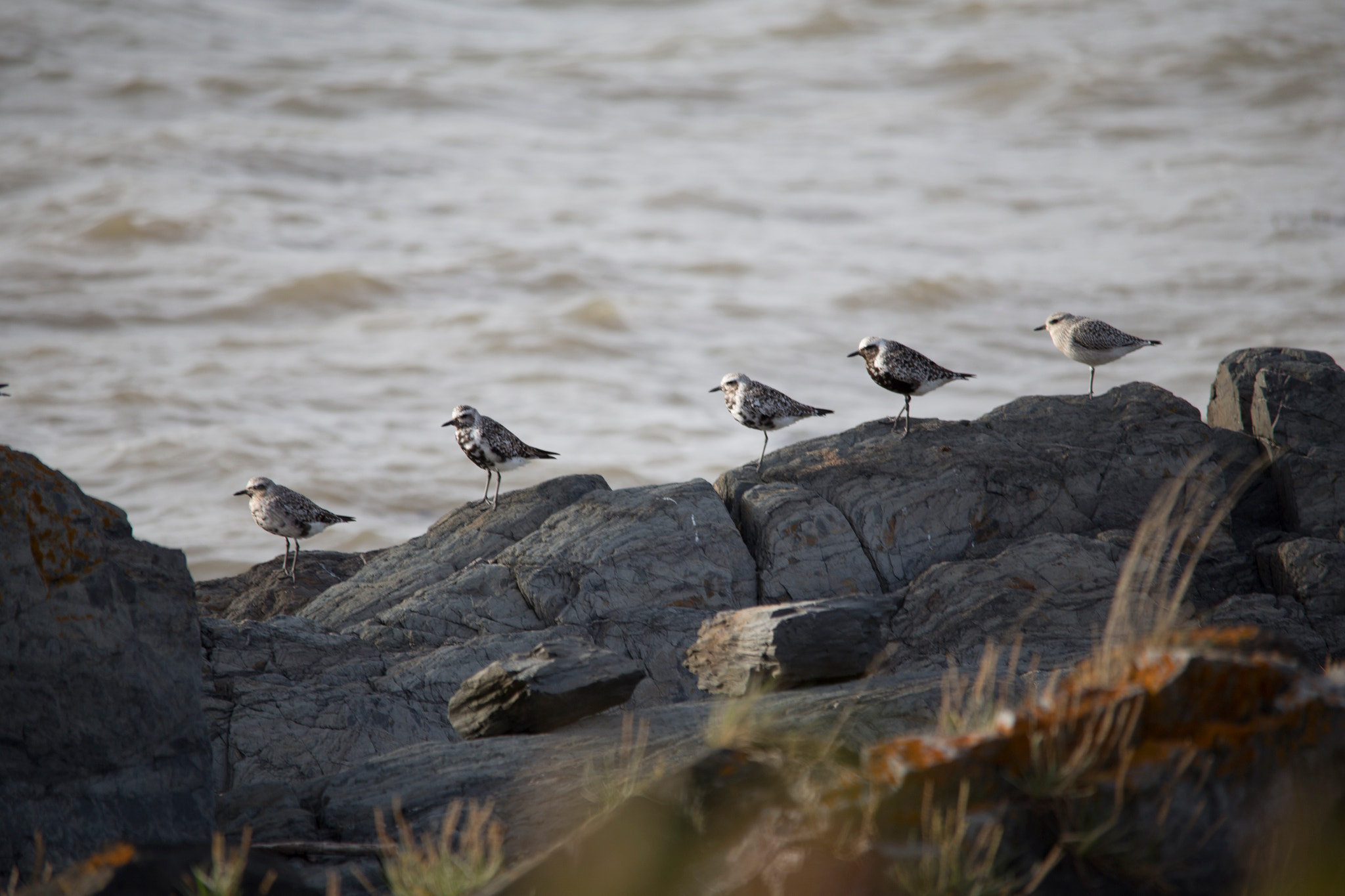 Sigma 150-500mm F5-6.3 DG OS HSM sample photo. Img photography