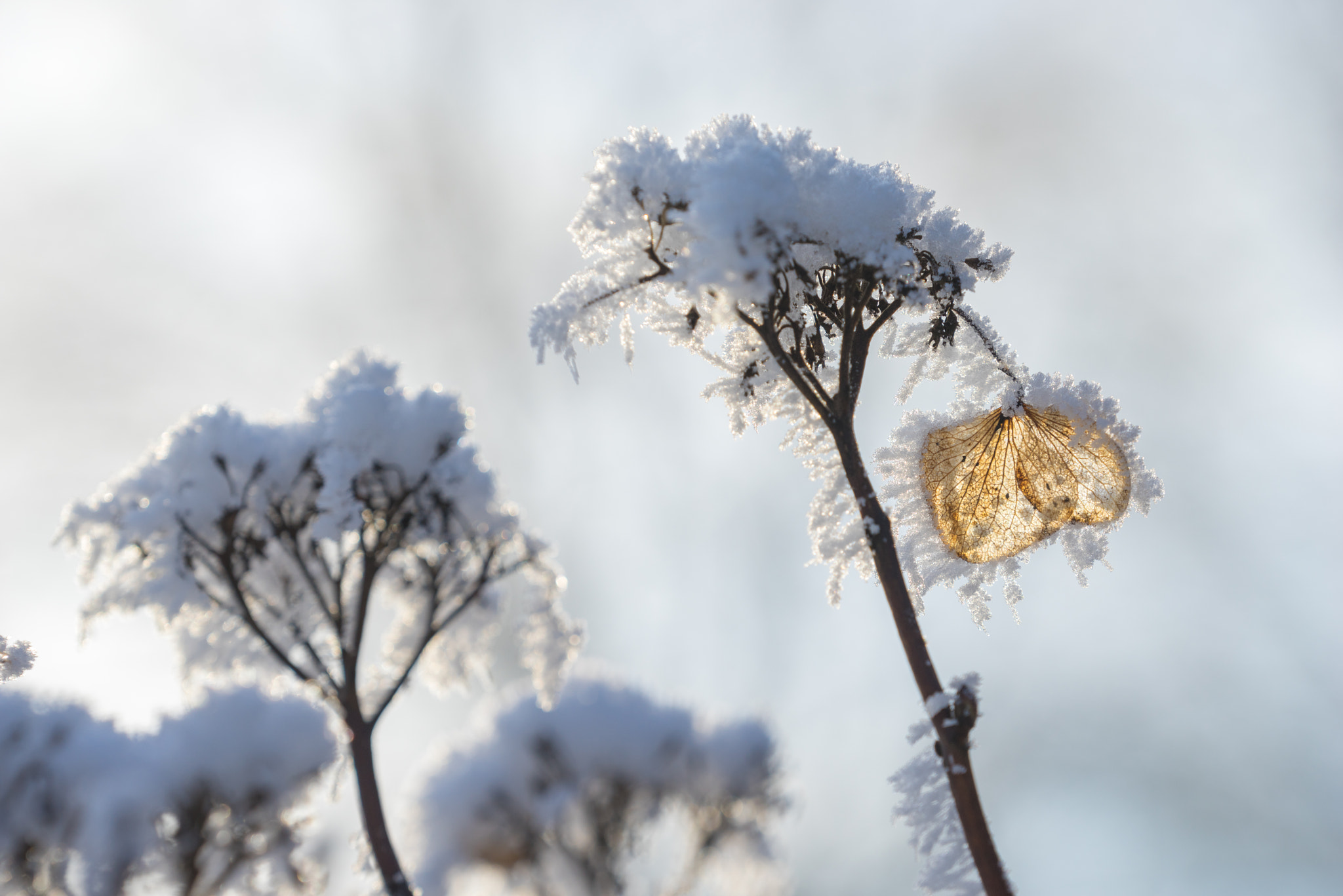 Sony a7R + Sony FE 70-200mm F4 G OSS sample photo. Dreamy flowers photography