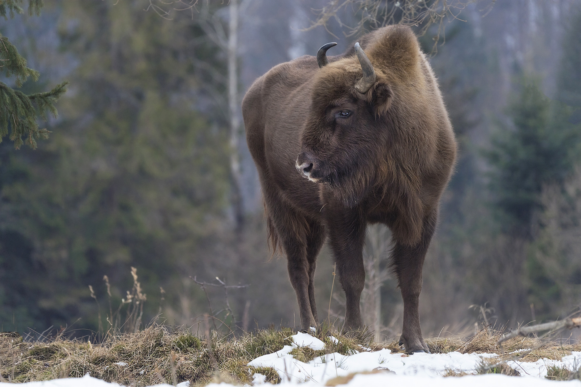 Nikon D5 sample photo. European bison photography