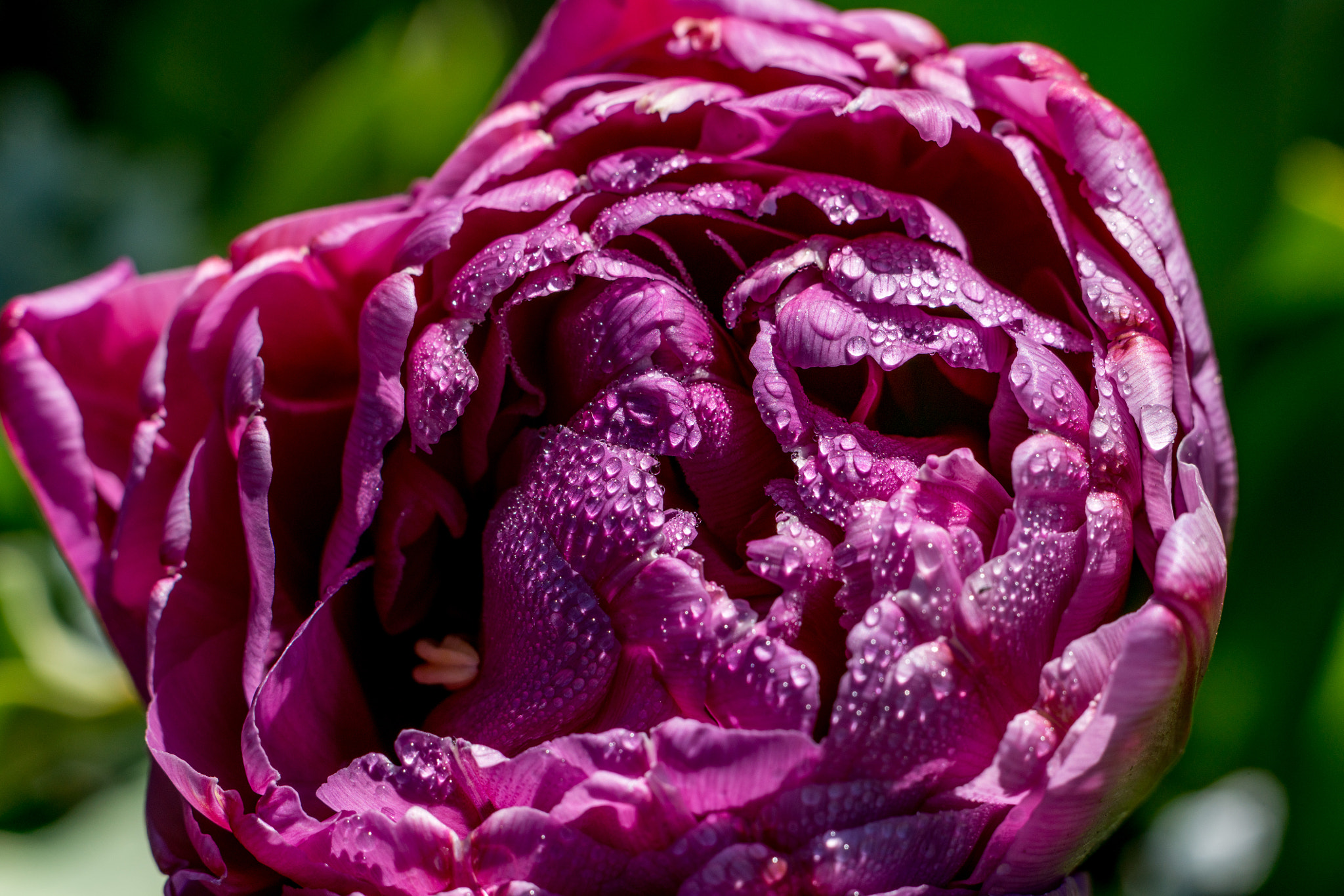 ZEISS Batis 85mm F1.8 sample photo. Fresh as a flower photography