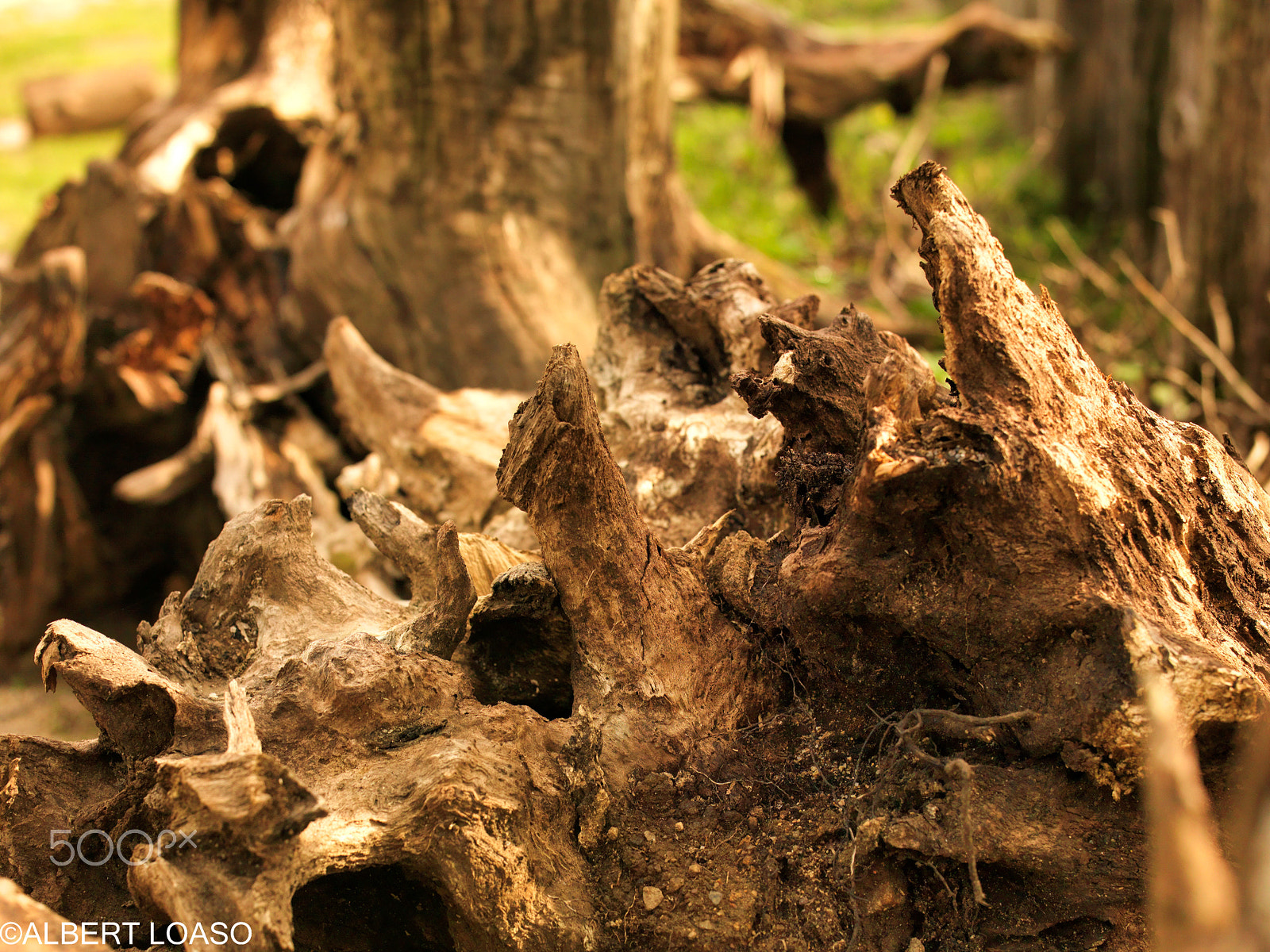 Hasselblad CF-39 sample photo. Les alberes photography