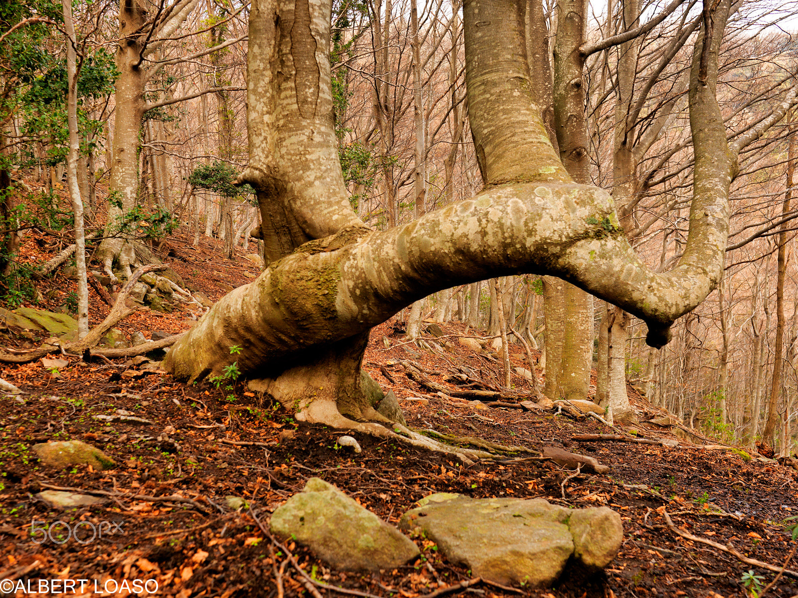 Hasselblad CF-39 sample photo. Les alberes photography