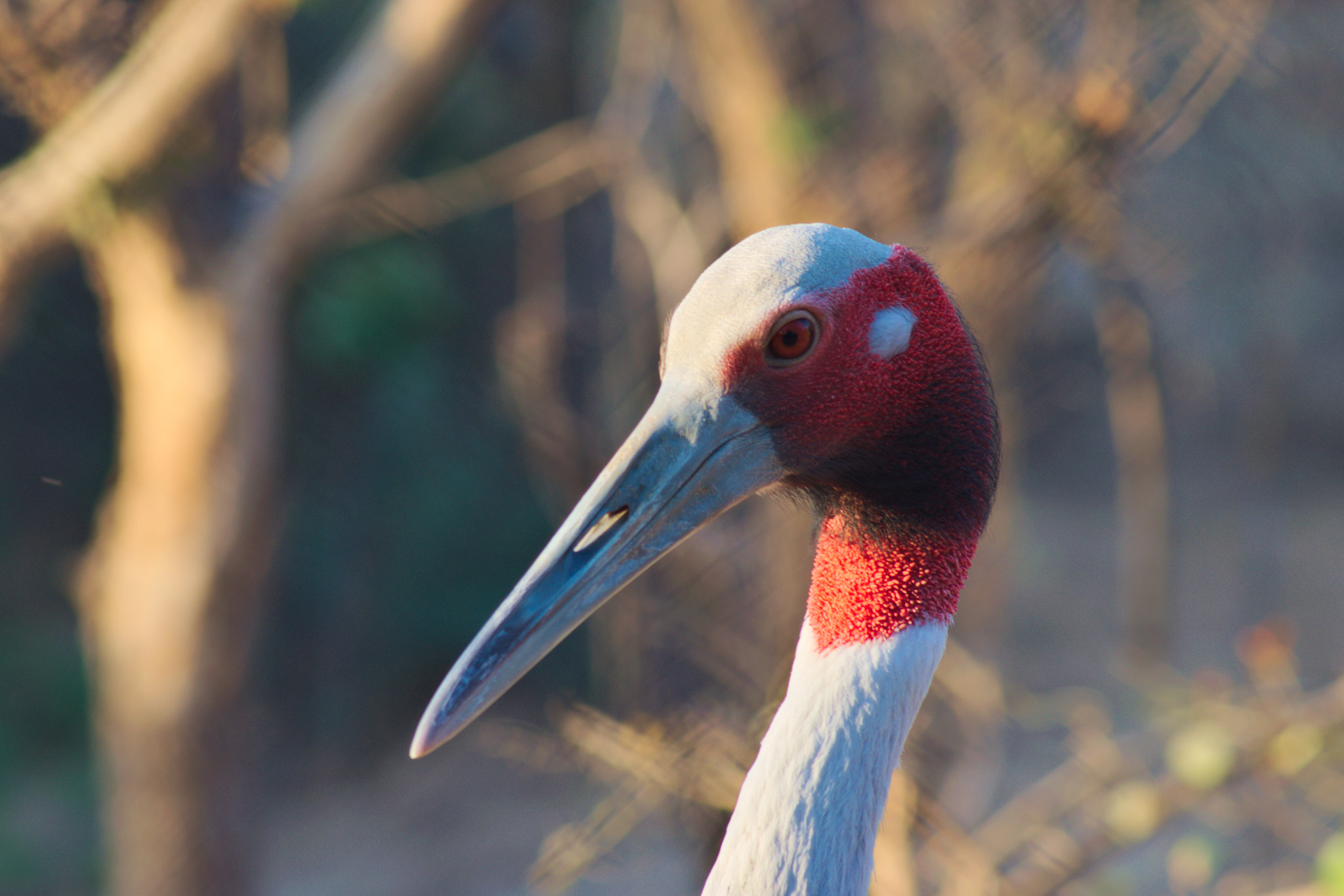 Nikon AF Nikkor 70-300mm F4-5.6G sample photo. Sarus crane photography