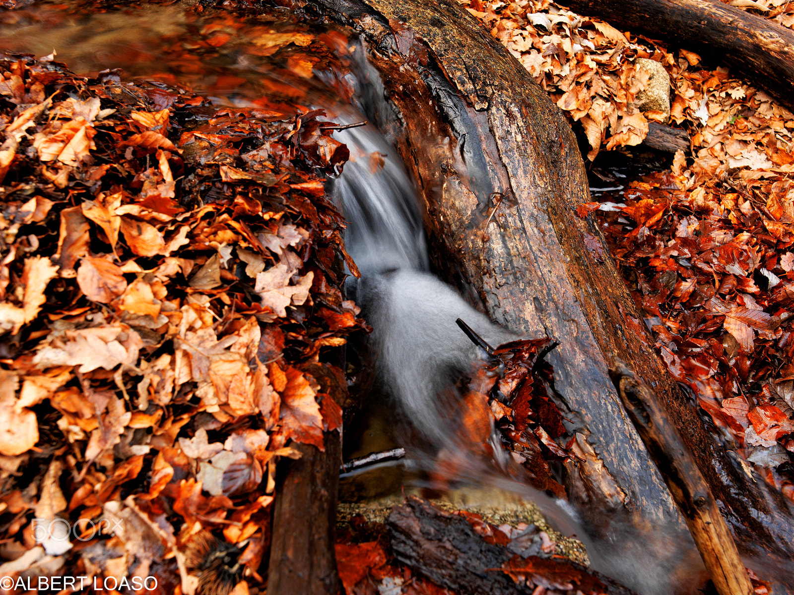Hasselblad CF-39 sample photo. Les alberes photography