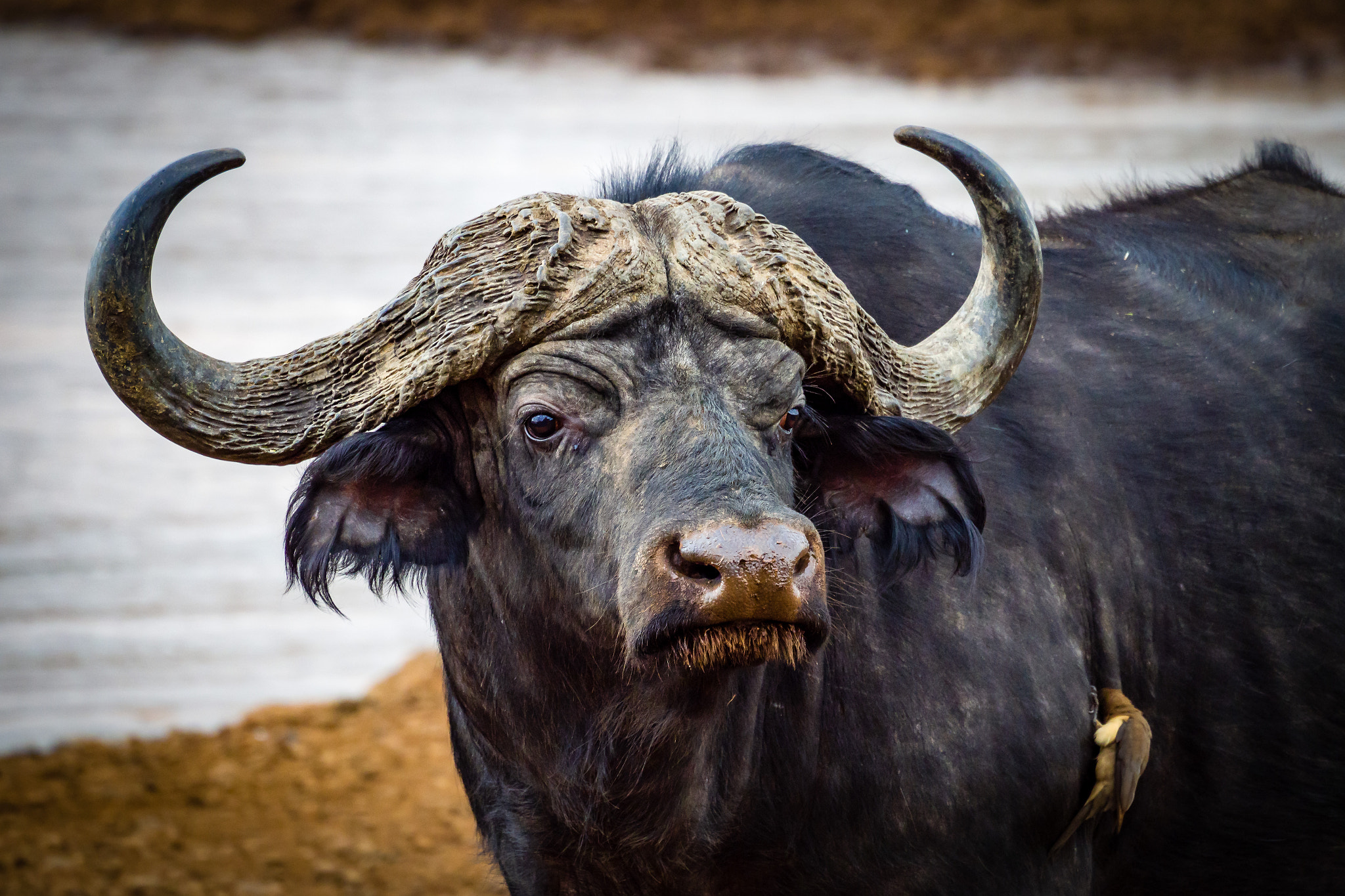 Olympus OM-D E-M1 Mark II sample photo. Cape buffalo photography