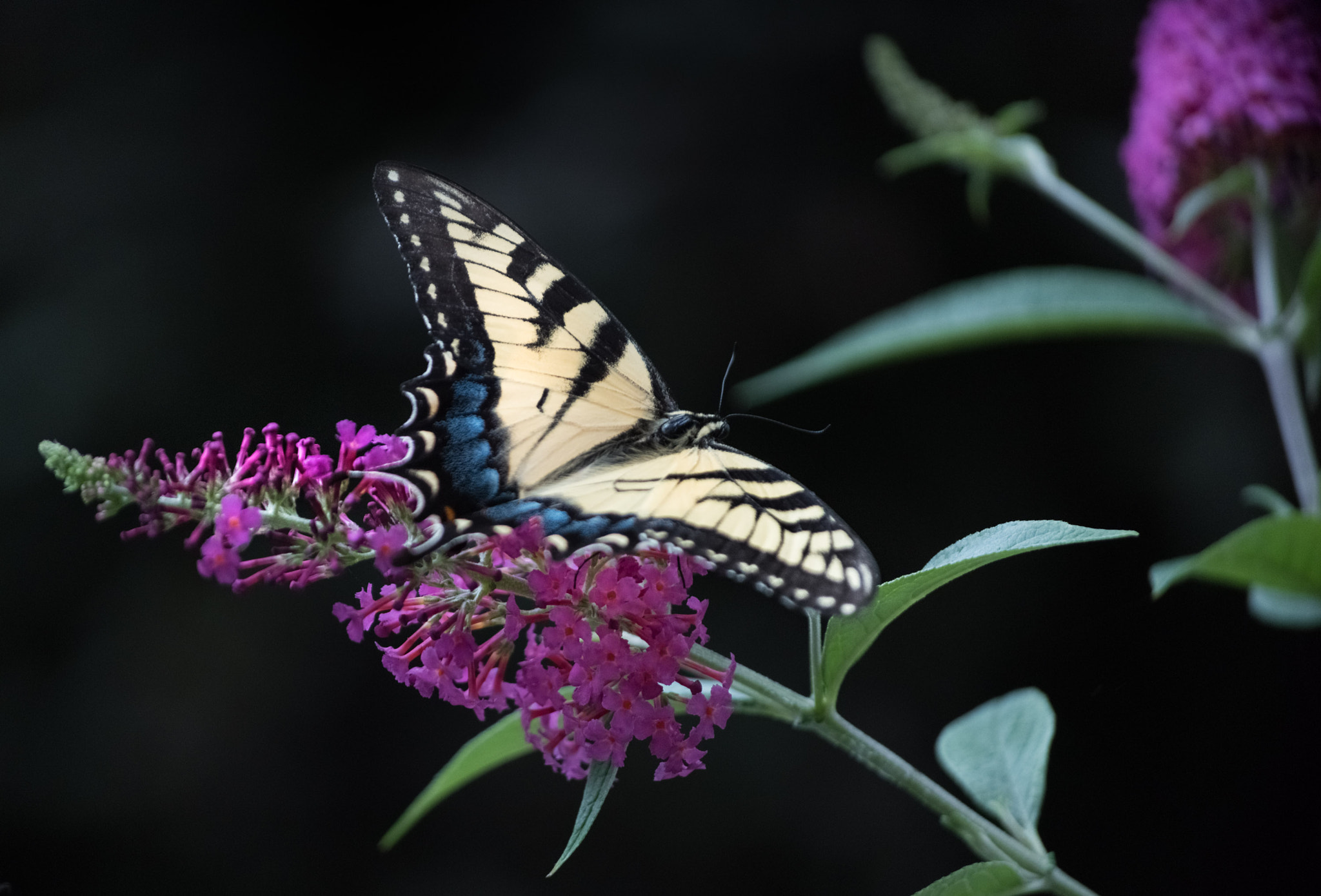 Nikon D810 sample photo