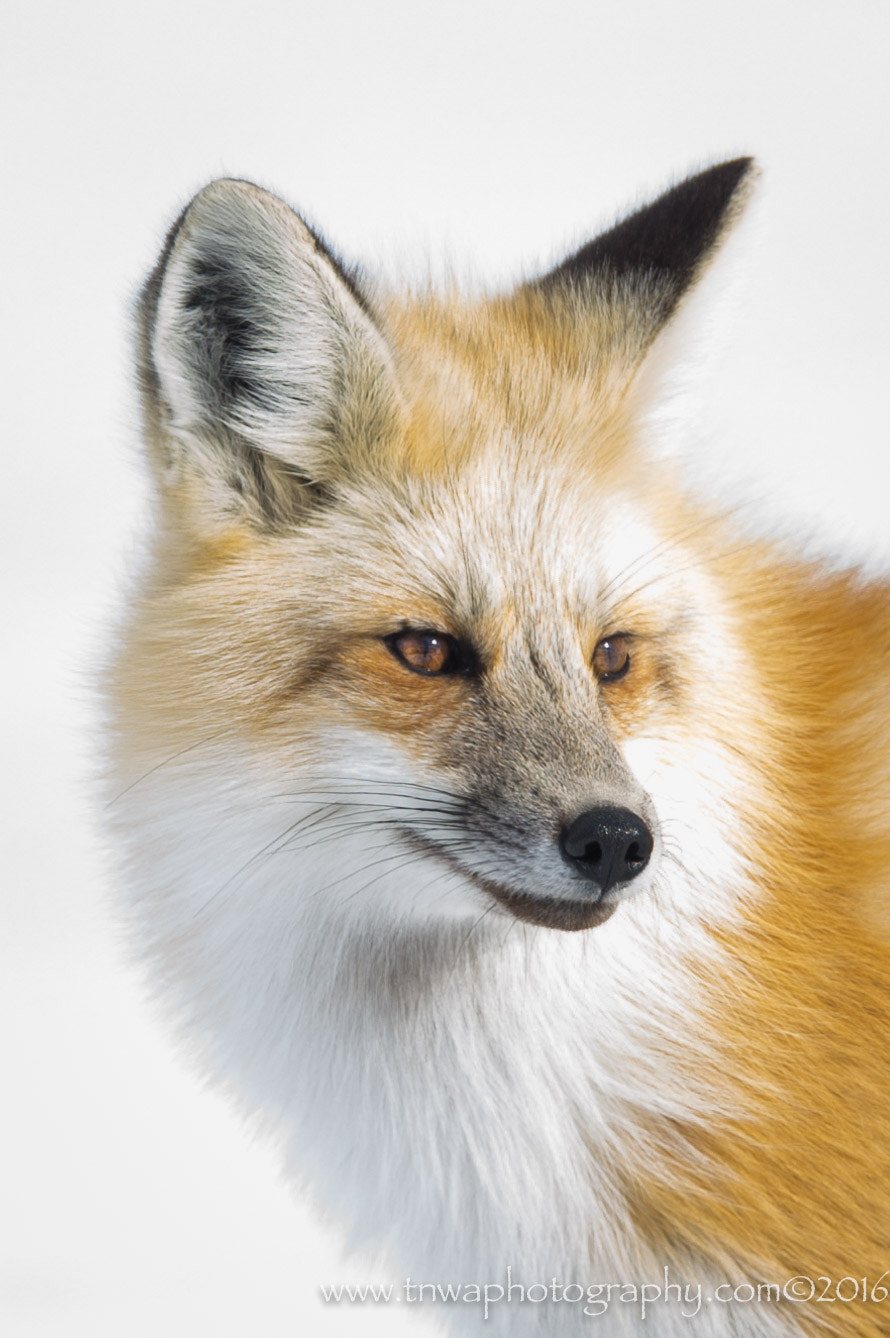 Nikon AF-S Nikkor 500mm F4G ED VR sample photo. That face photography