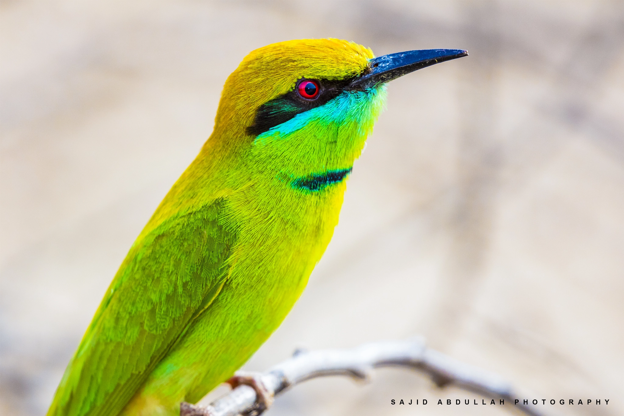 Canon EOS 5DS R sample photo. Colors of nature photography