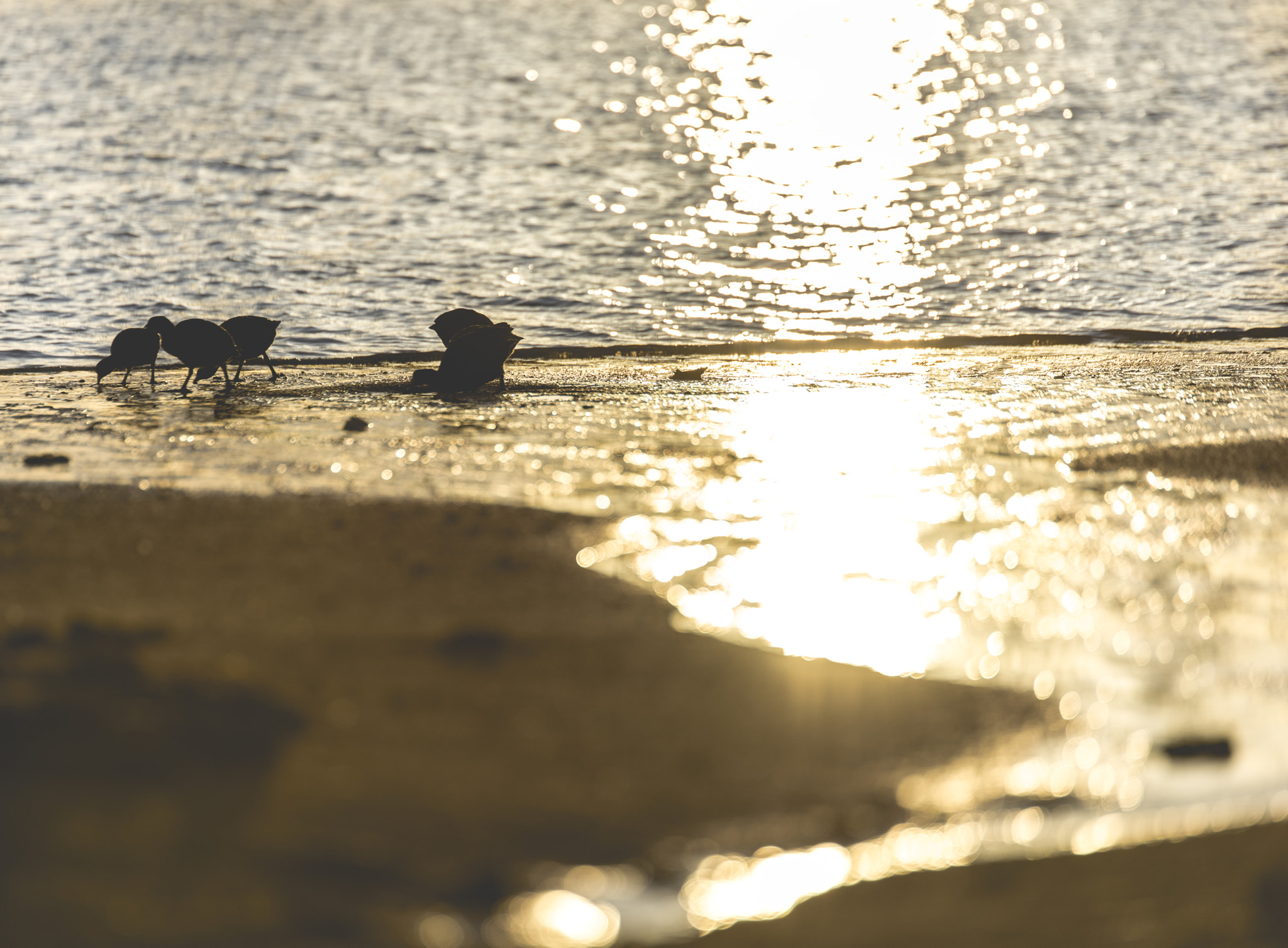 Tamron SP 70-200mm F2.8 Di VC USD sample photo. Birds & bokeh photography