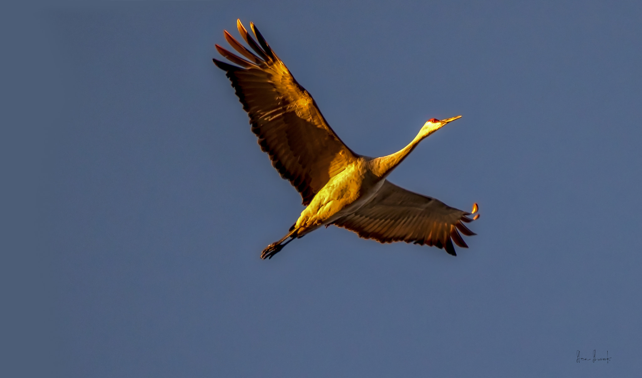 Sigma 150-600mm F5-6.3 DG OS HSM | C sample photo. Crane in morning light photography