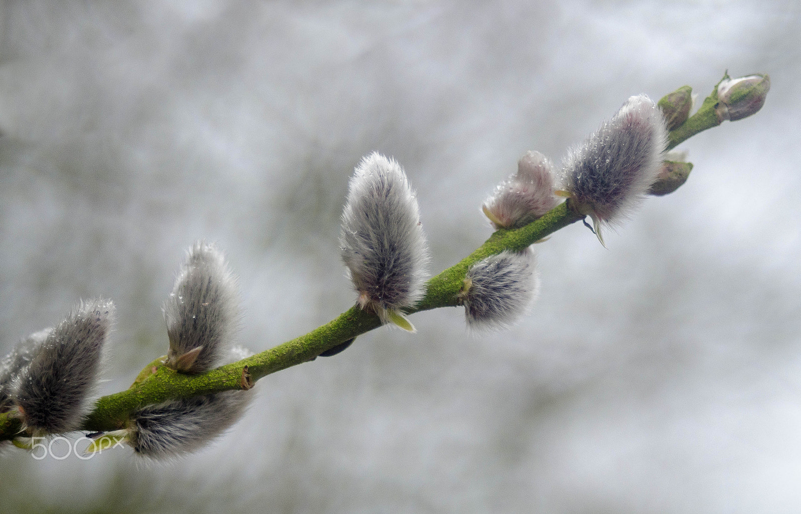 Nikon D7000 sample photo. Catkins of willow tree photography