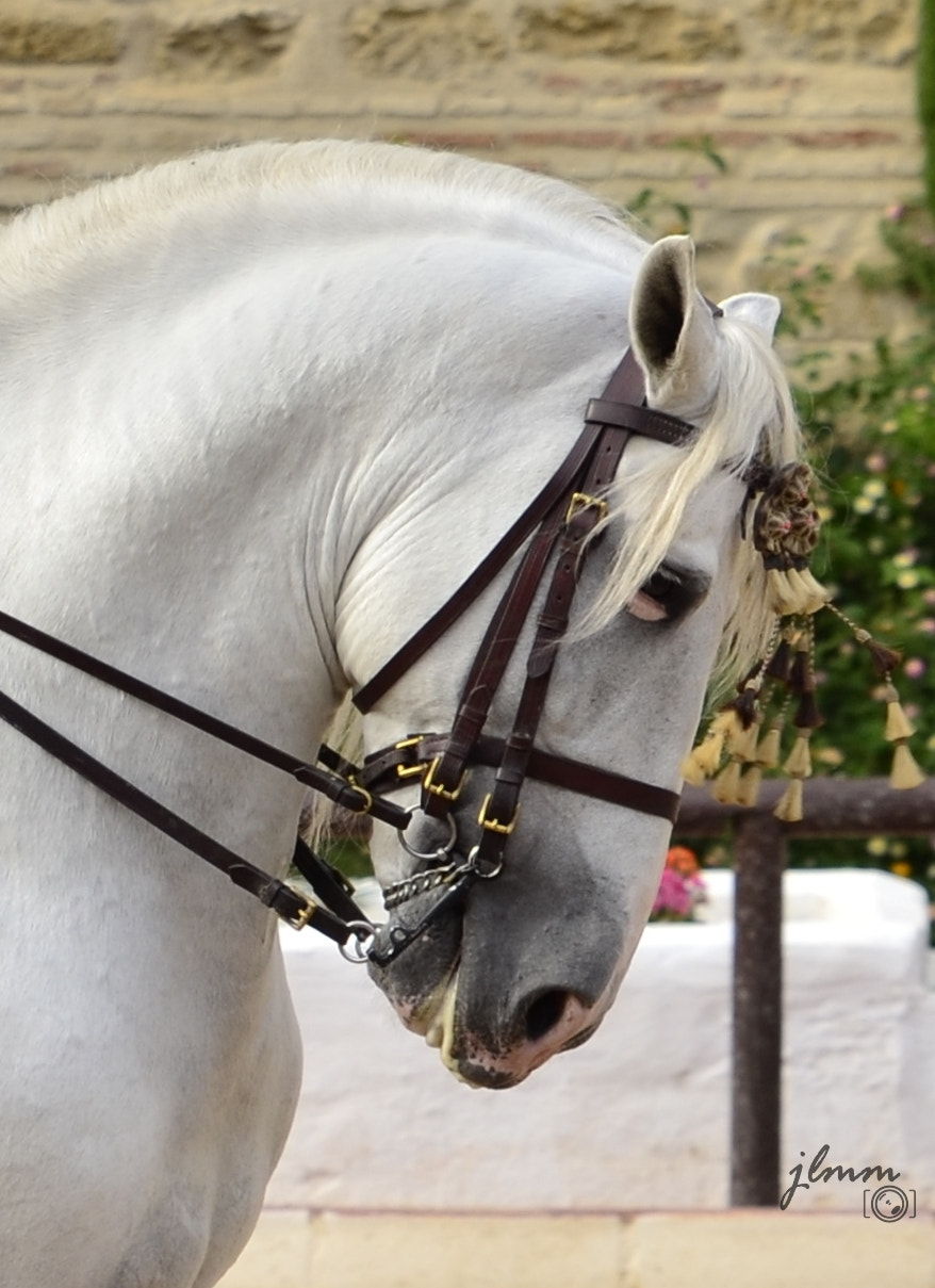 Tamron SP 24-70mm F2.8 Di VC USD sample photo. Horse-rider photography