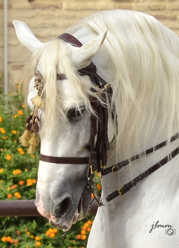 Tamron SP 24-70mm F2.8 Di VC USD sample photo. Horse-rider photography