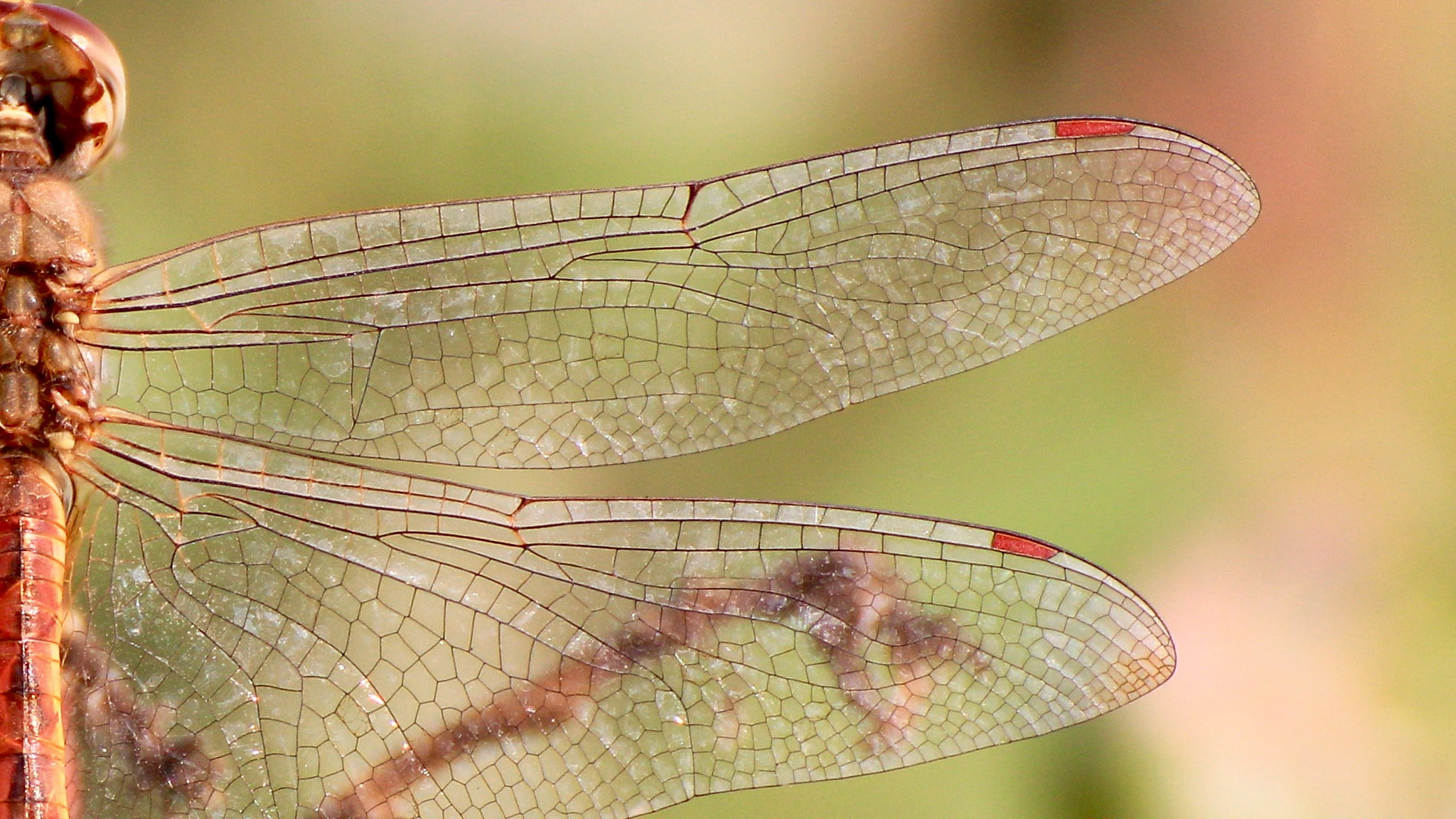 Canon EOS 650D (EOS Rebel T4i / EOS Kiss X6i) sample photo. Dragonfly photography