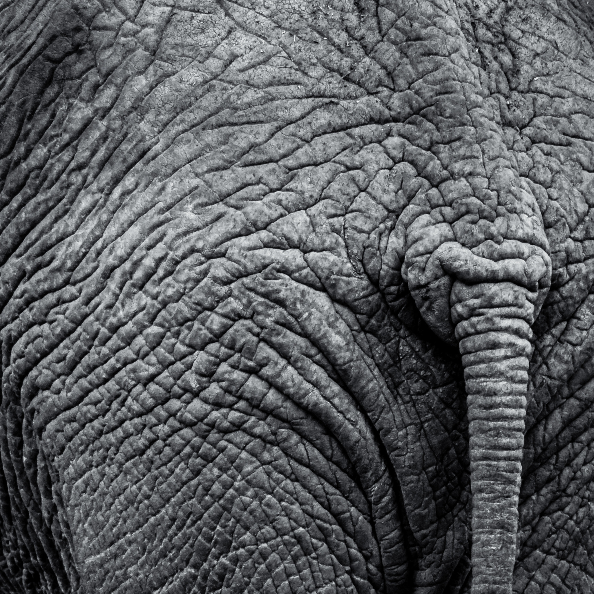 Olympus OM-D E-M1 Mark II sample photo. Elephant skin photography