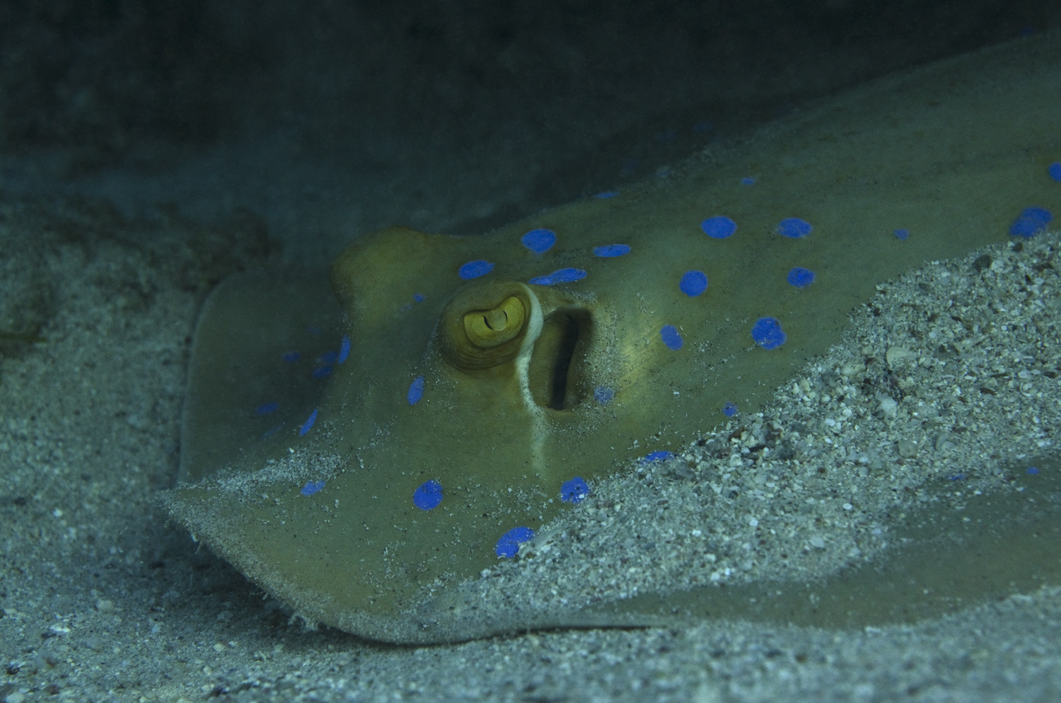 Nikon D7000 + Nikon AF Micro-Nikkor 60mm F2.8D sample photo. Bluespotted stingray photography