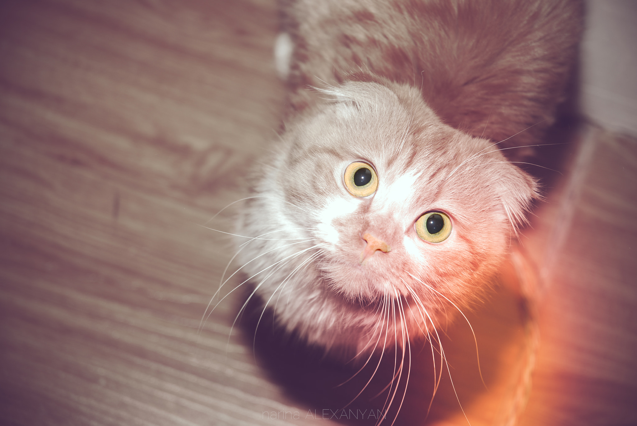 Nikon D60 sample photo. Little bonita photography