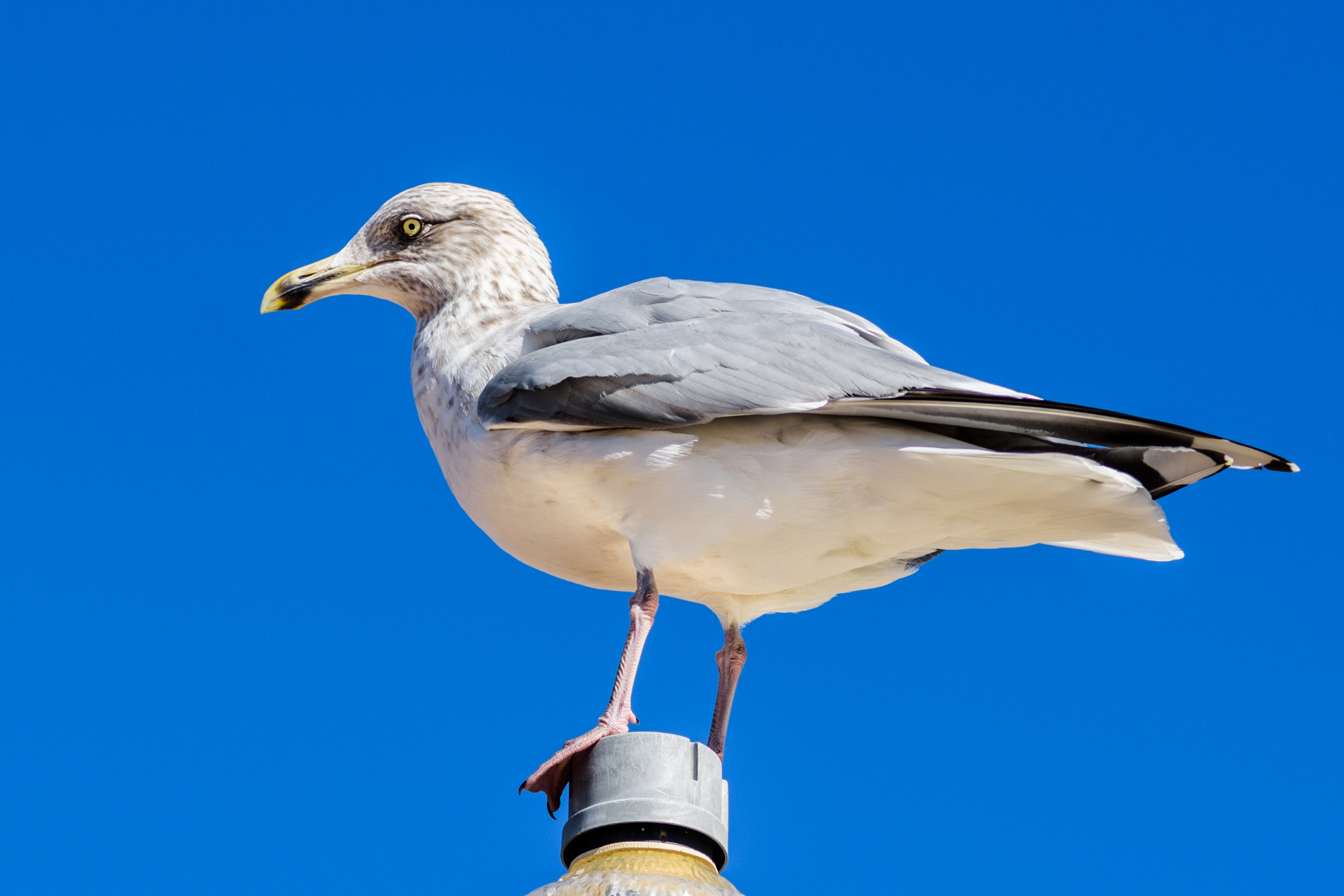AF Zoom-Nikkor 80-200mm f/2.8 ED sample photo. Ocean grove seagull photography