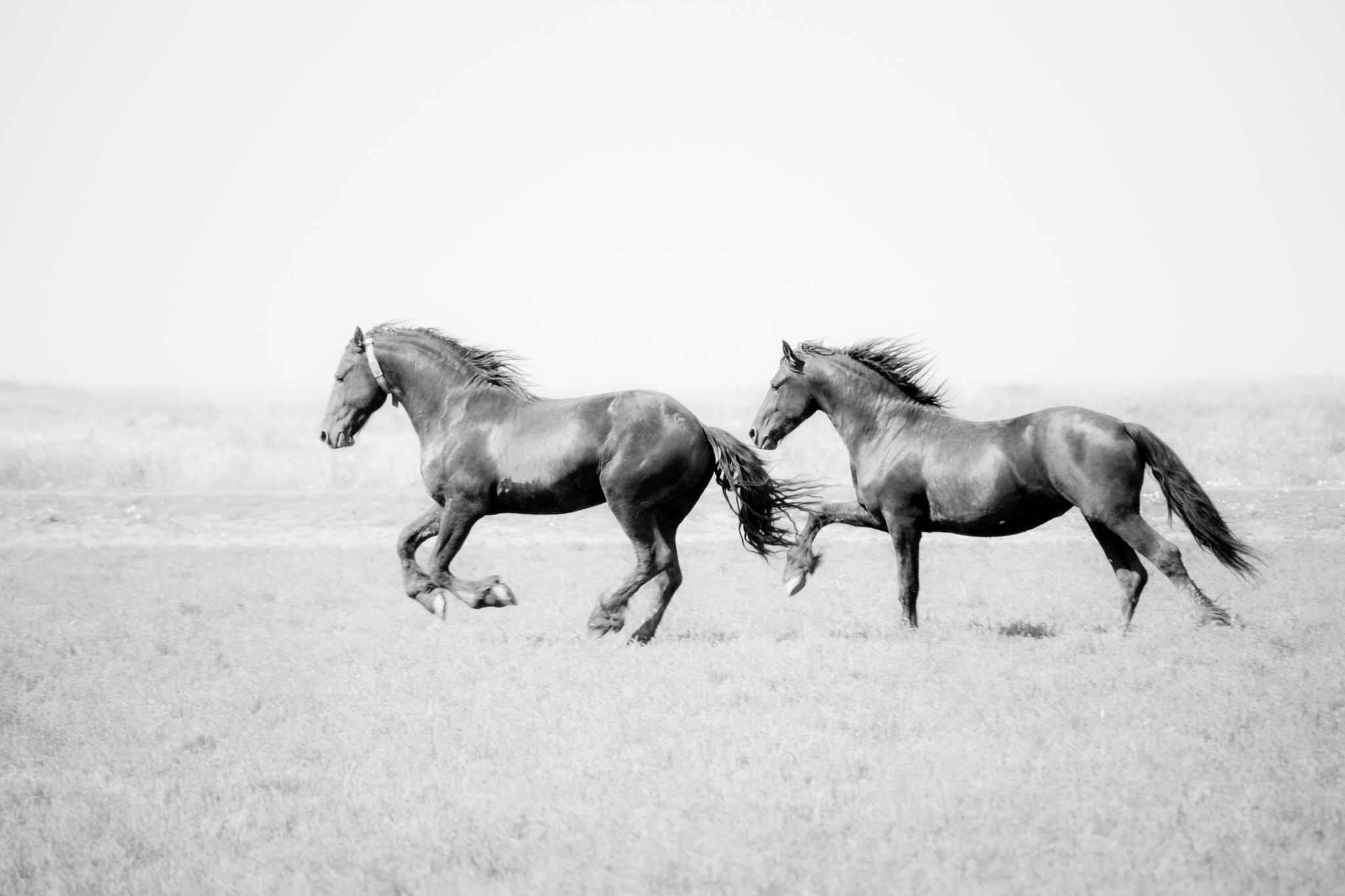 Sony a99 II sample photo. Friesian horses photography
