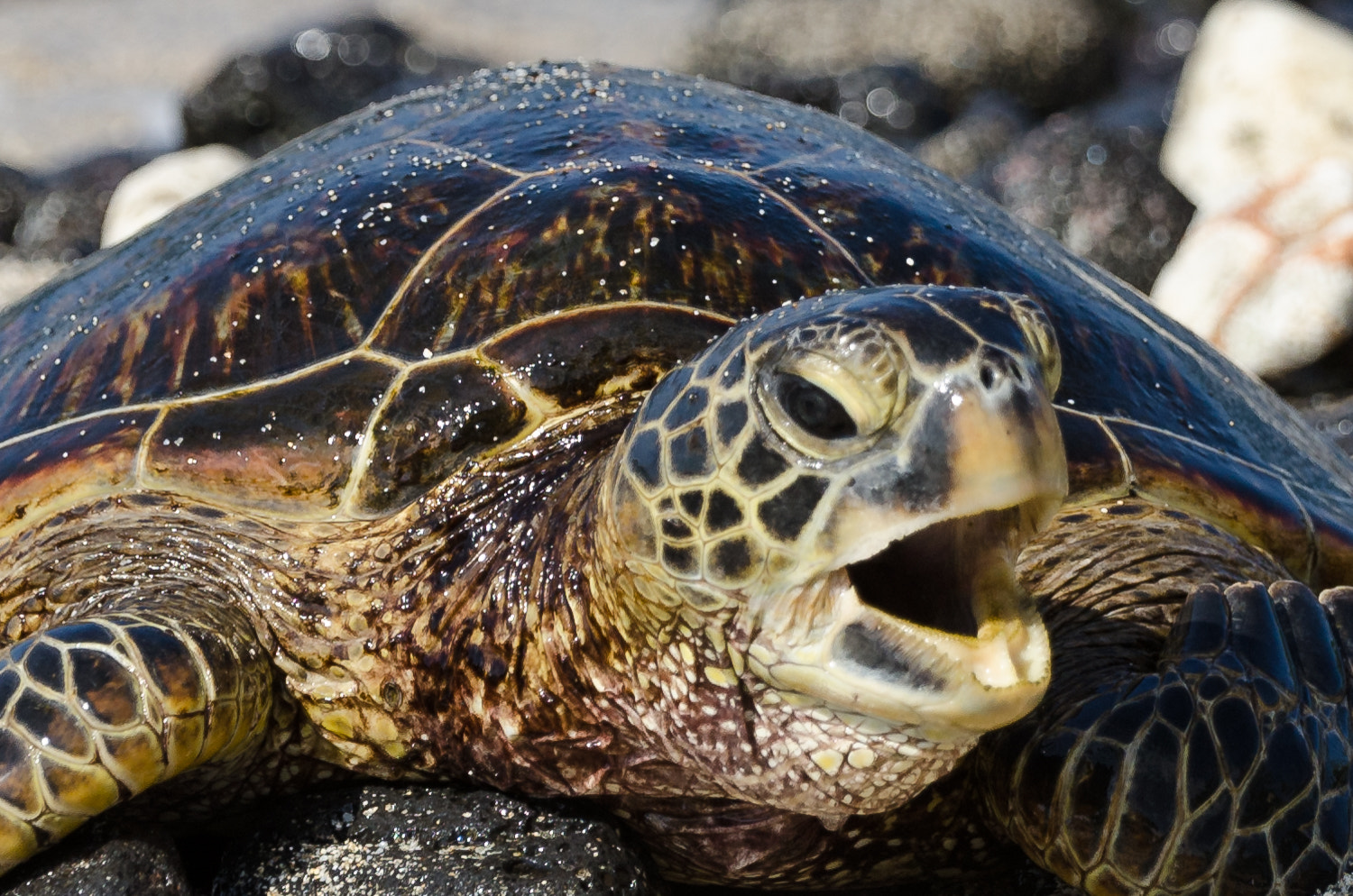 Nikon AF-S Nikkor 70-200mm F2.8G ED VR II sample photo. Turtle mania photography