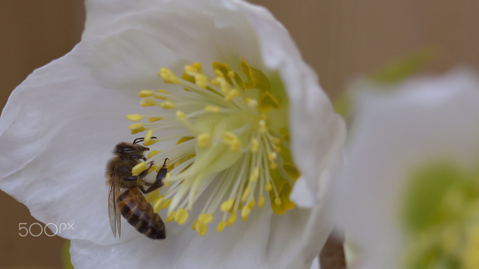 Canon EOS 60D + Canon EF 100mm F2.8 Macro USM sample photo. Spring is coming... photography