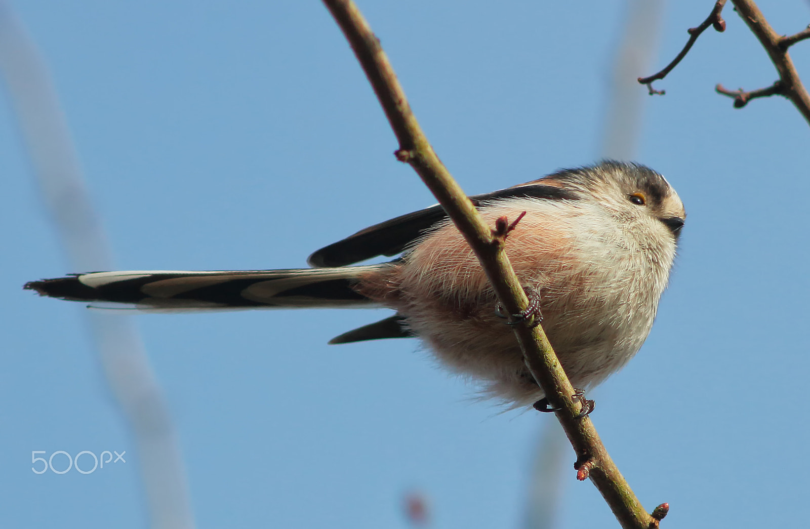 Canon EF 200mm F2.8L II USM sample photo. Long tailed tit photography