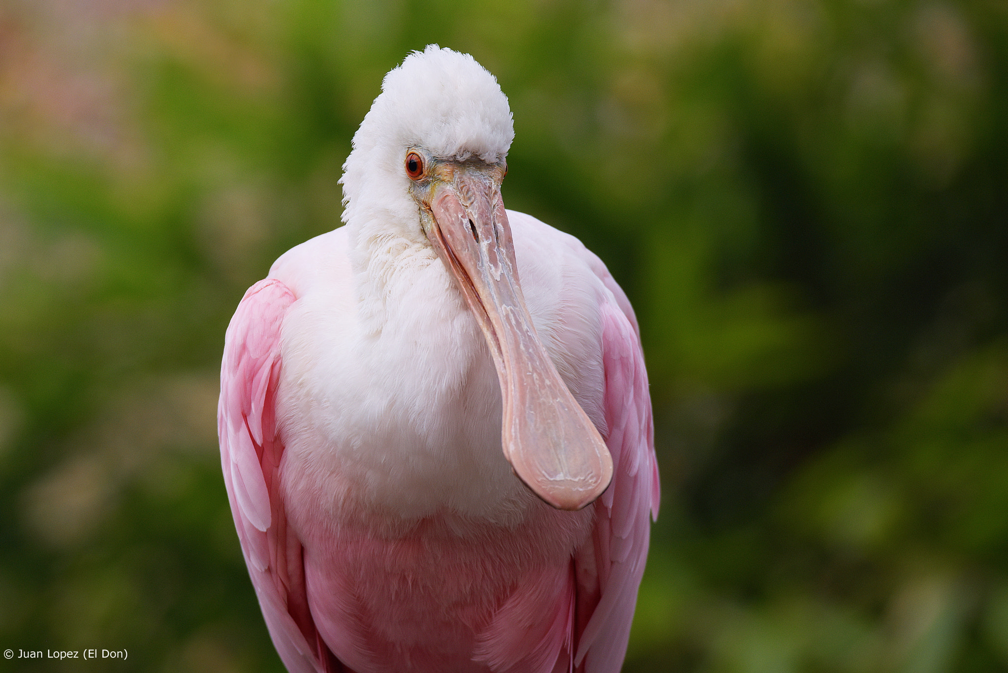 Nikon D810 sample photo. Bird photography