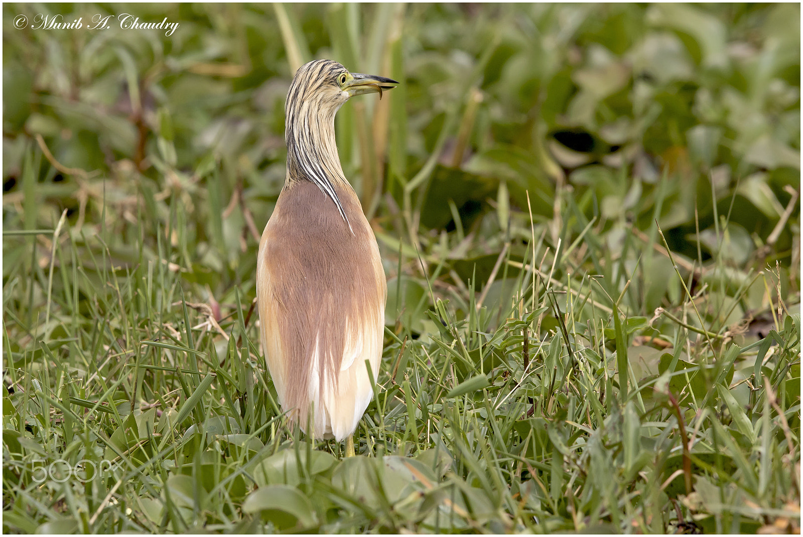 Canon EF 300mm F2.8L IS USM sample photo. The hunter! photography