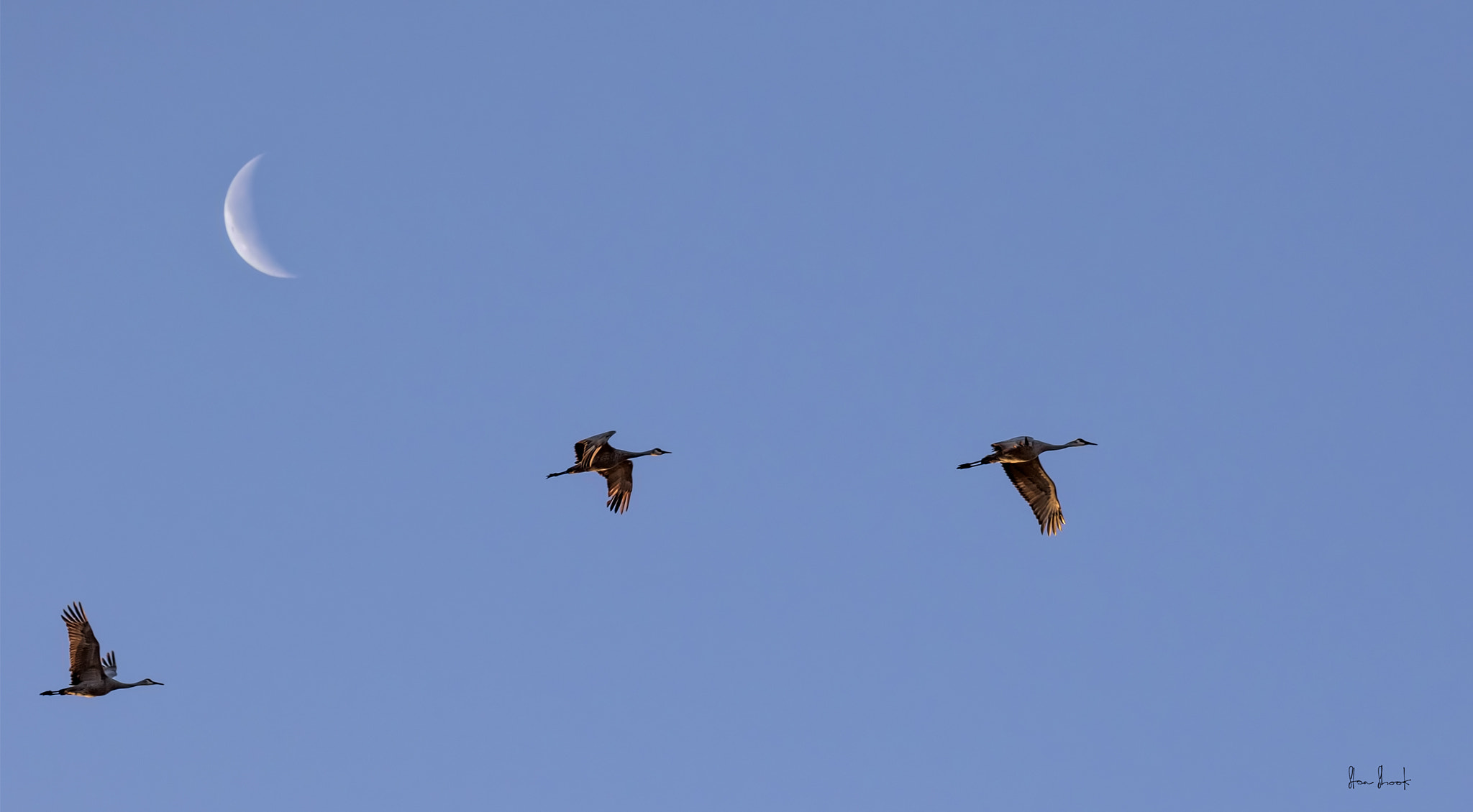 Sigma 150-600mm F5-6.3 DG OS HSM | C sample photo. Early morning cranes    version-2 photography