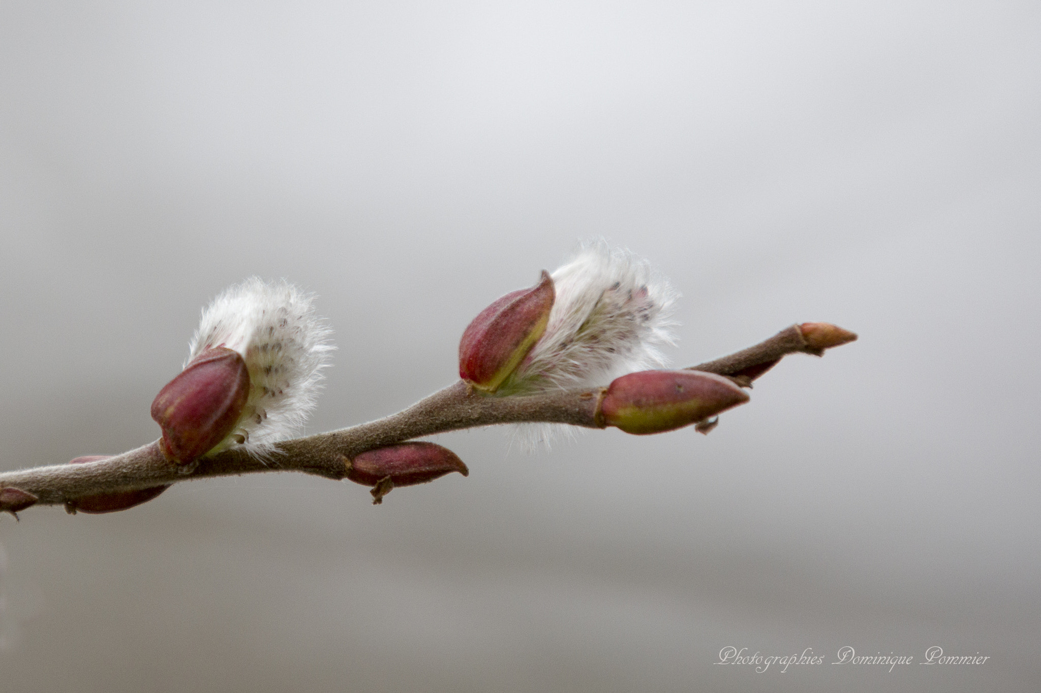 Canon EF 70-200mm F2.8L IS II USM sample photo. Bourgeons de saule photography